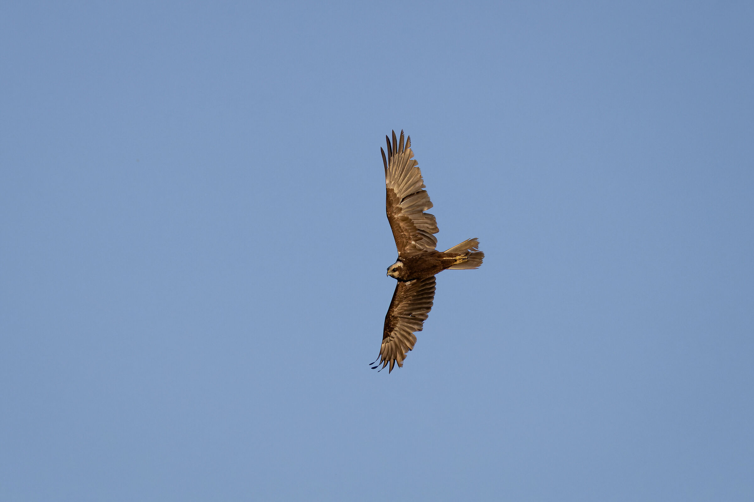 Marsh harrier hunting