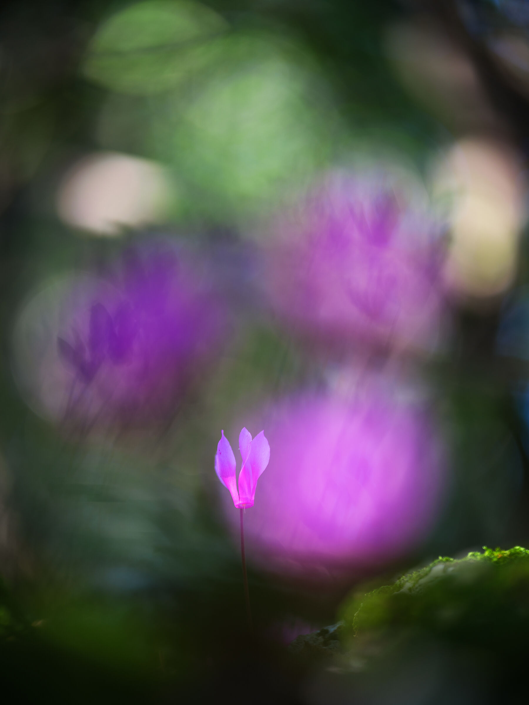 Spring cyclamen