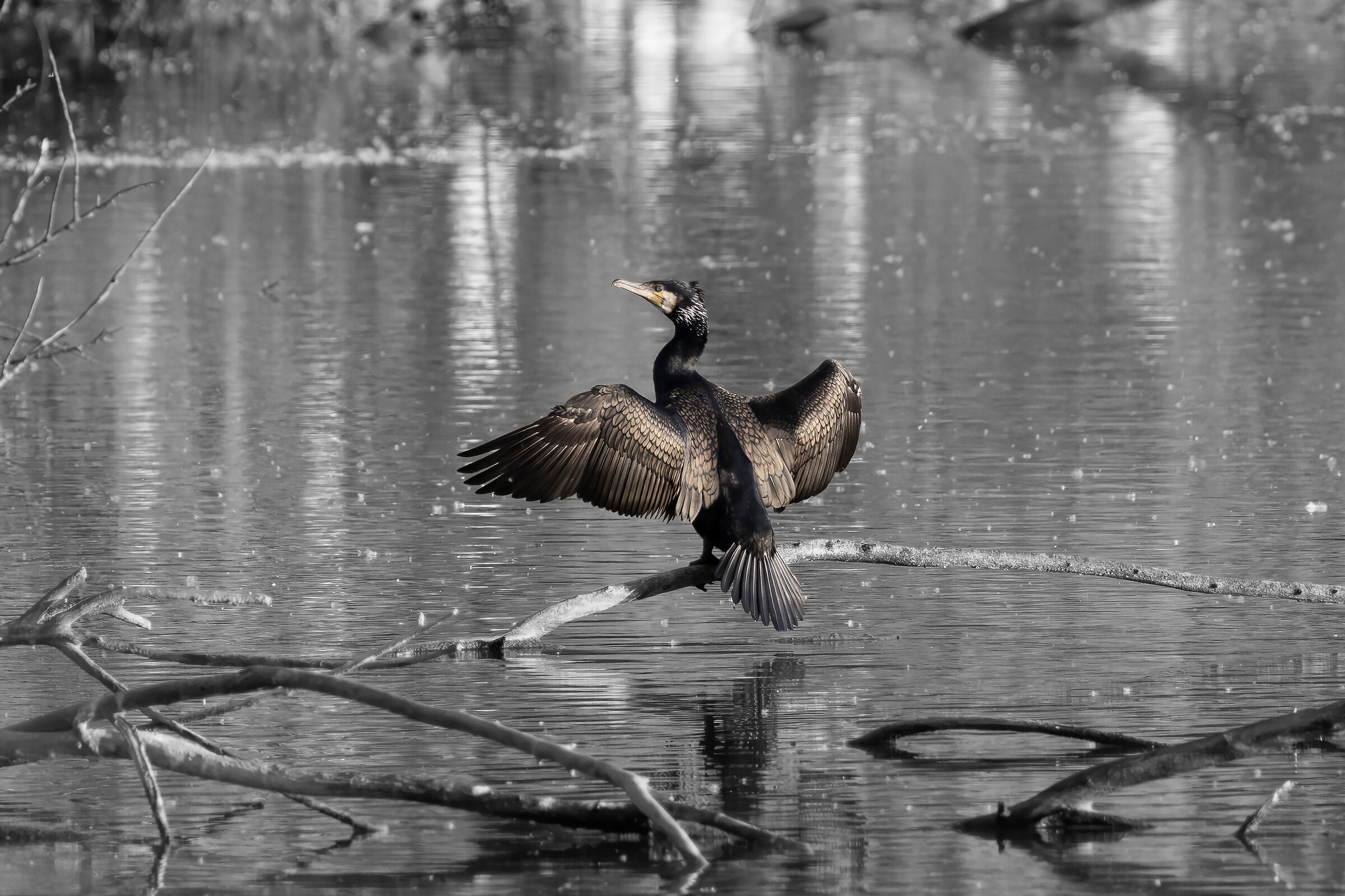 Cormorant drying wings