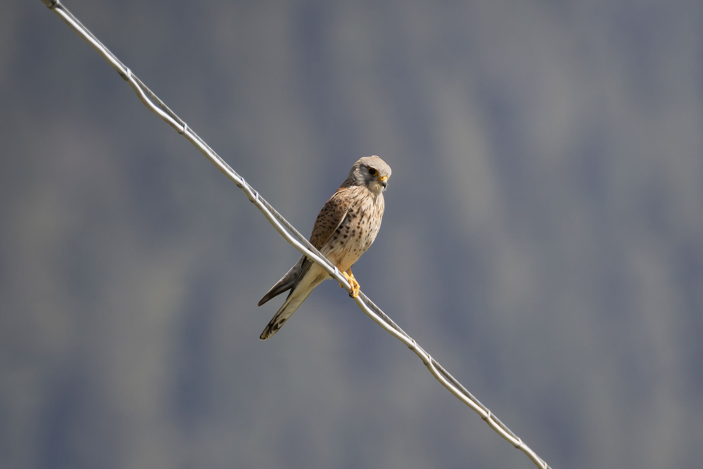 Kestrel