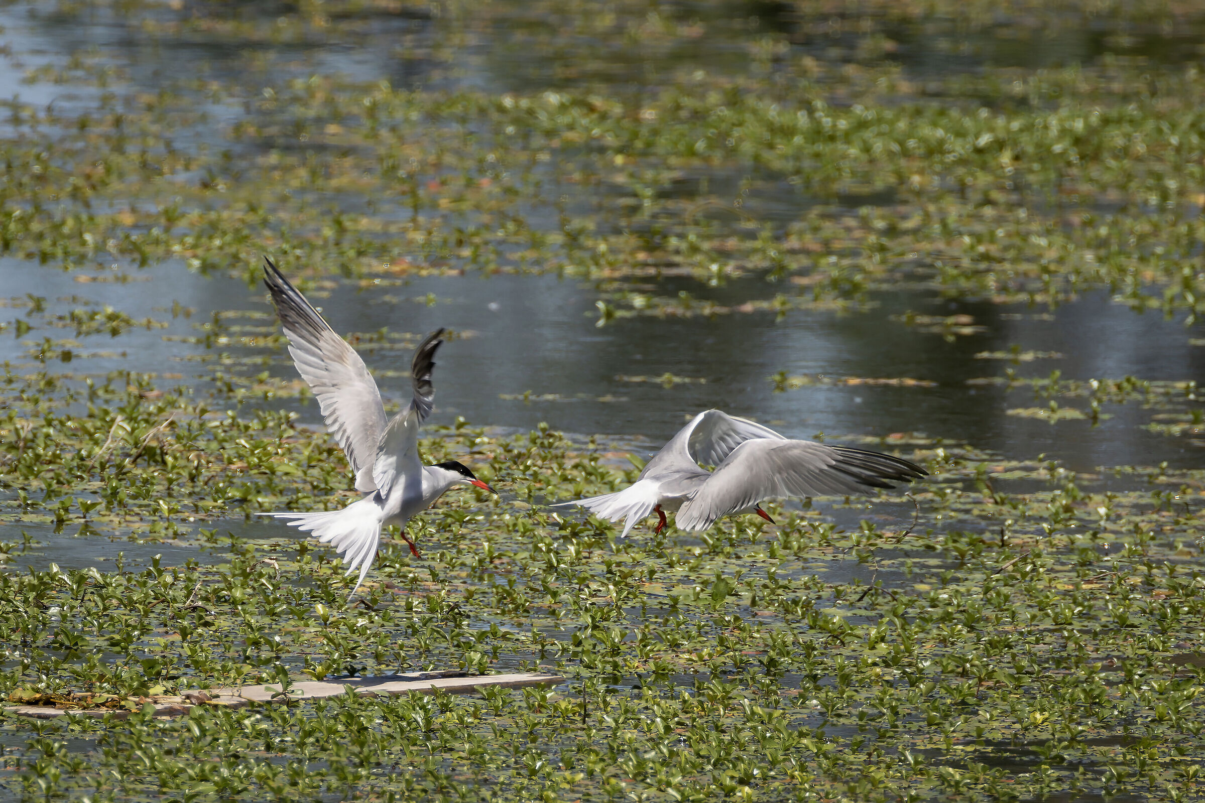 Tern