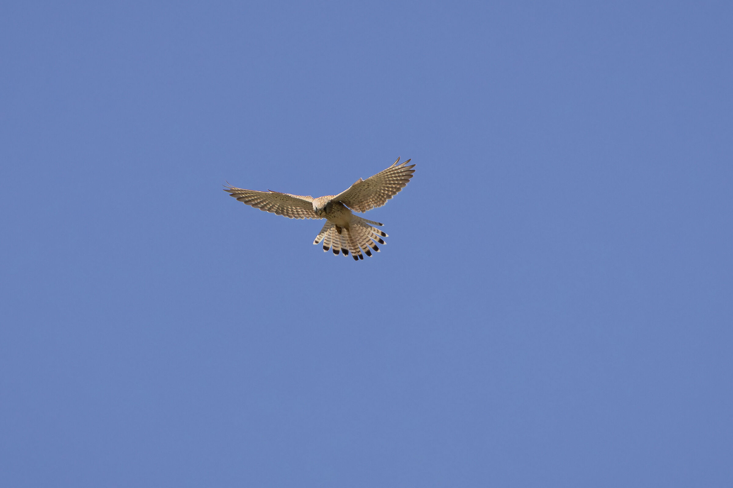 Kestrel in hunting mode