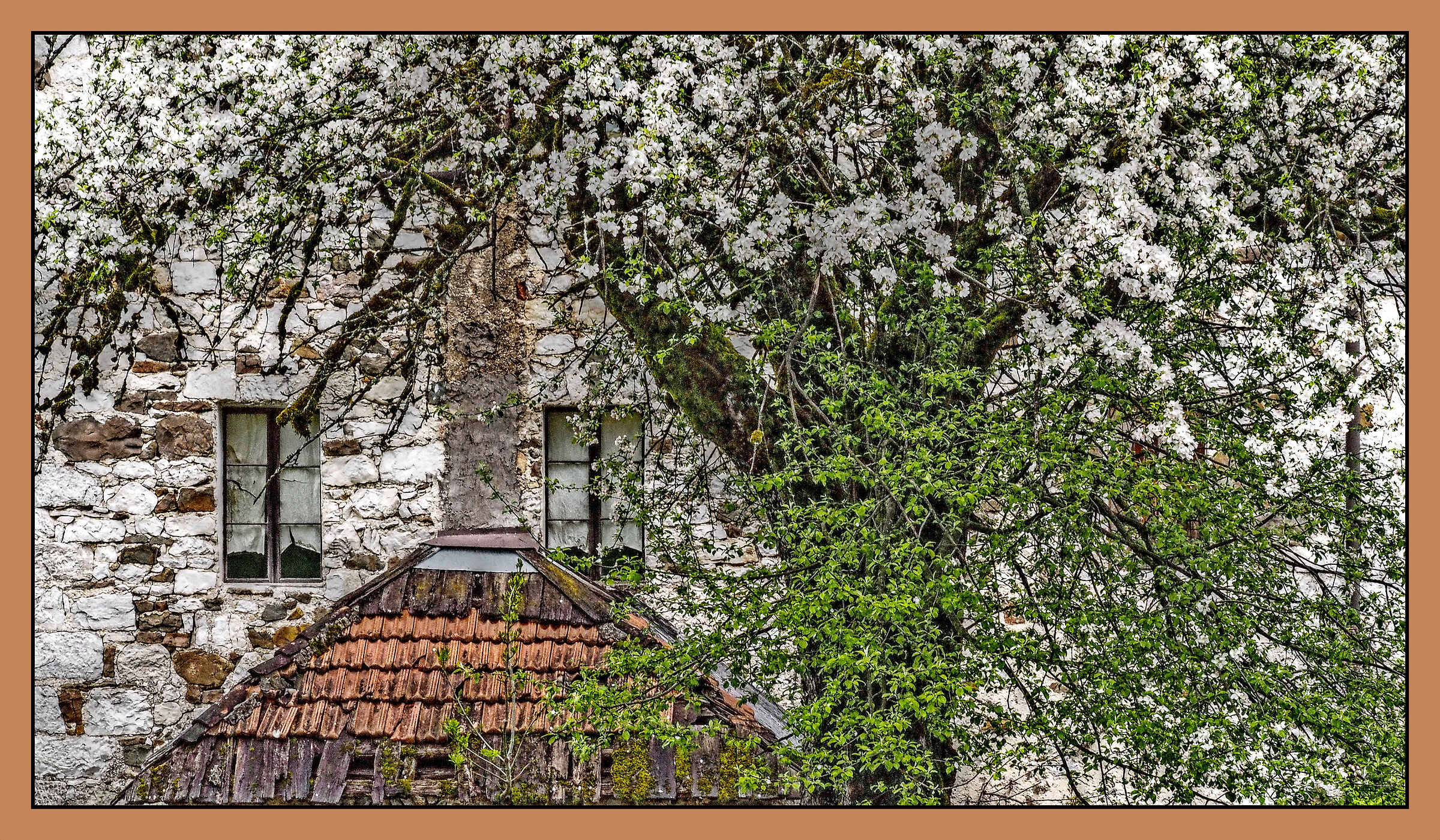 The house of the old cherry tree