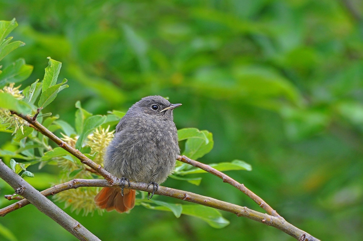 Codirosso spazzacamino