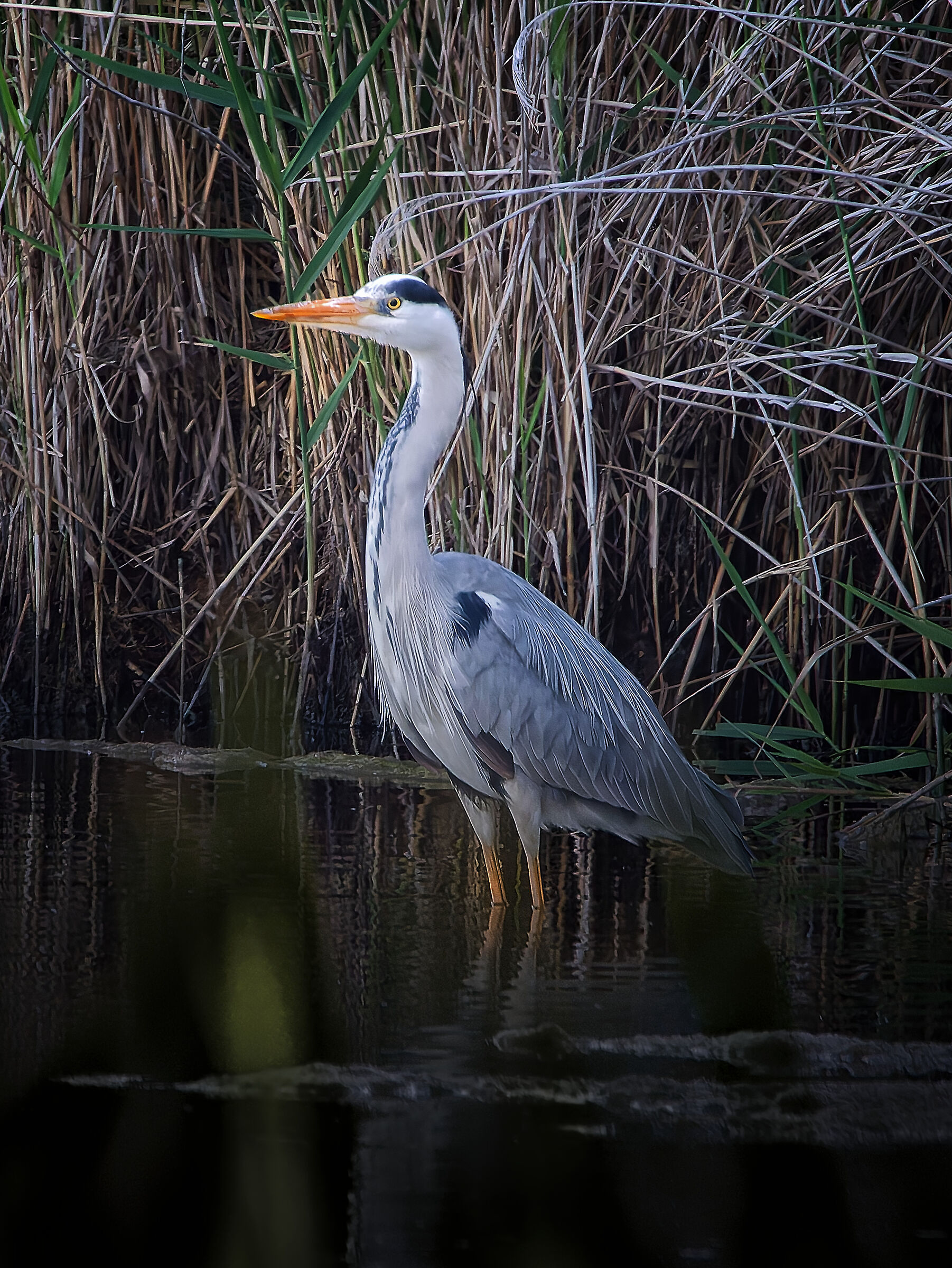 il "corazziere" (Ardea Cinerea)