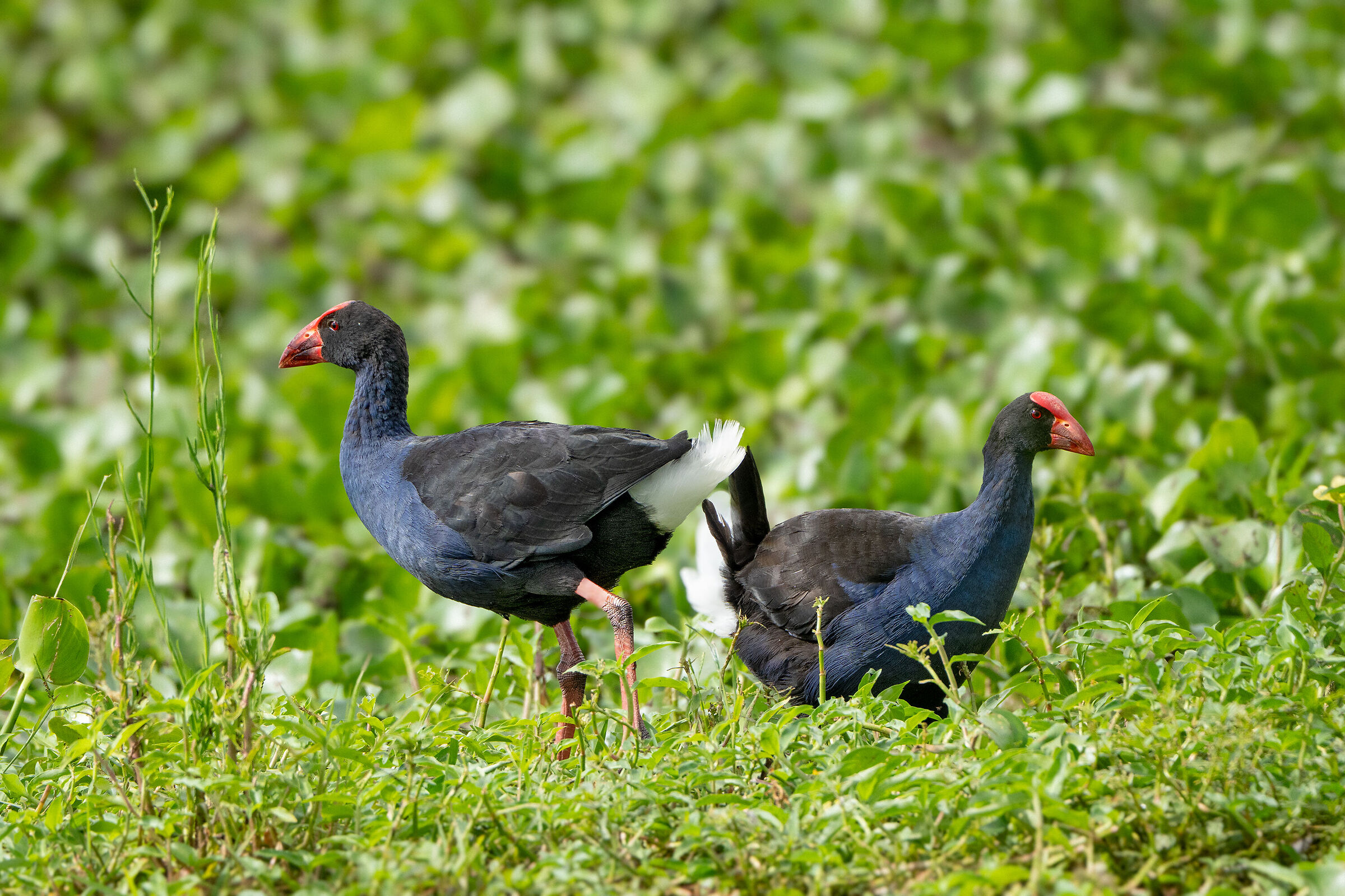 Australian swamphen (Porphyrio melanotus)