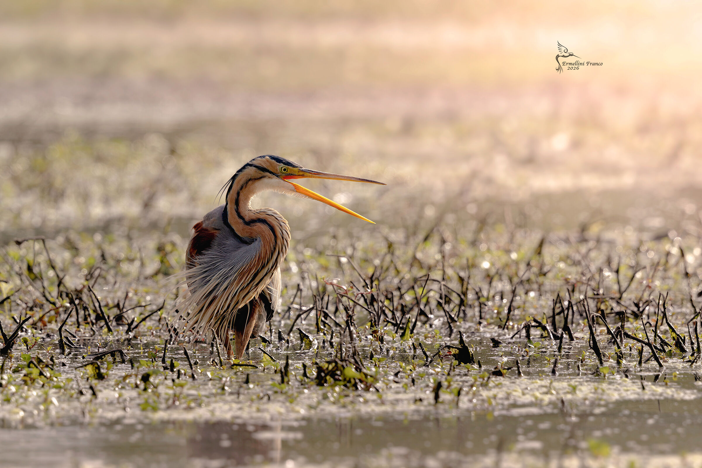 Purple Heron