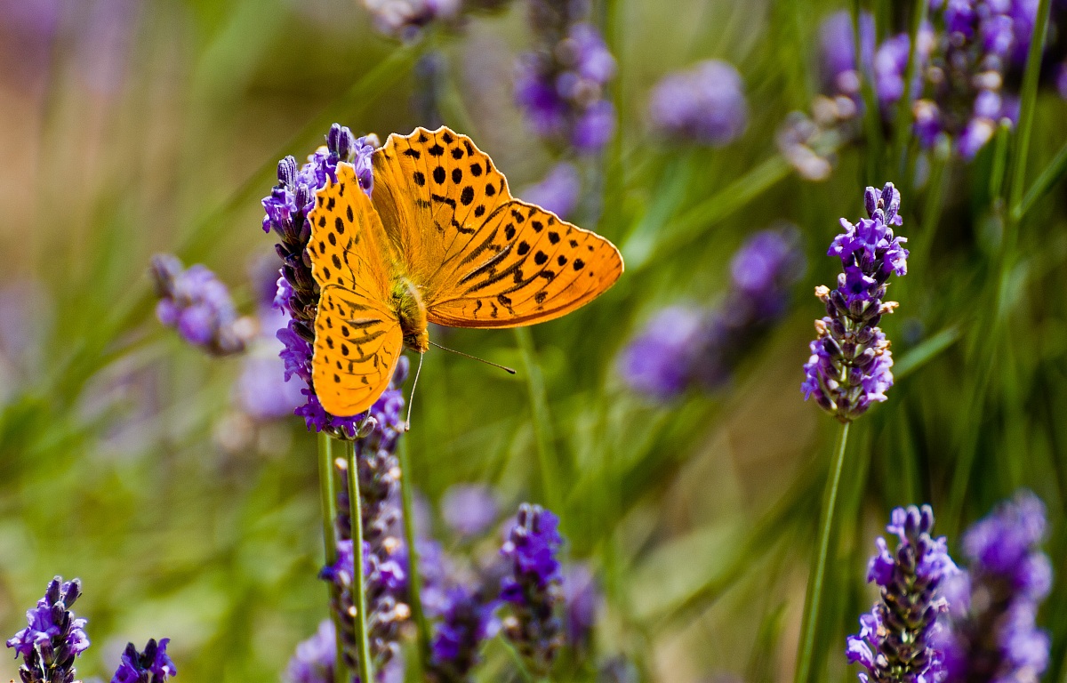 Farfalla Provenzale 2