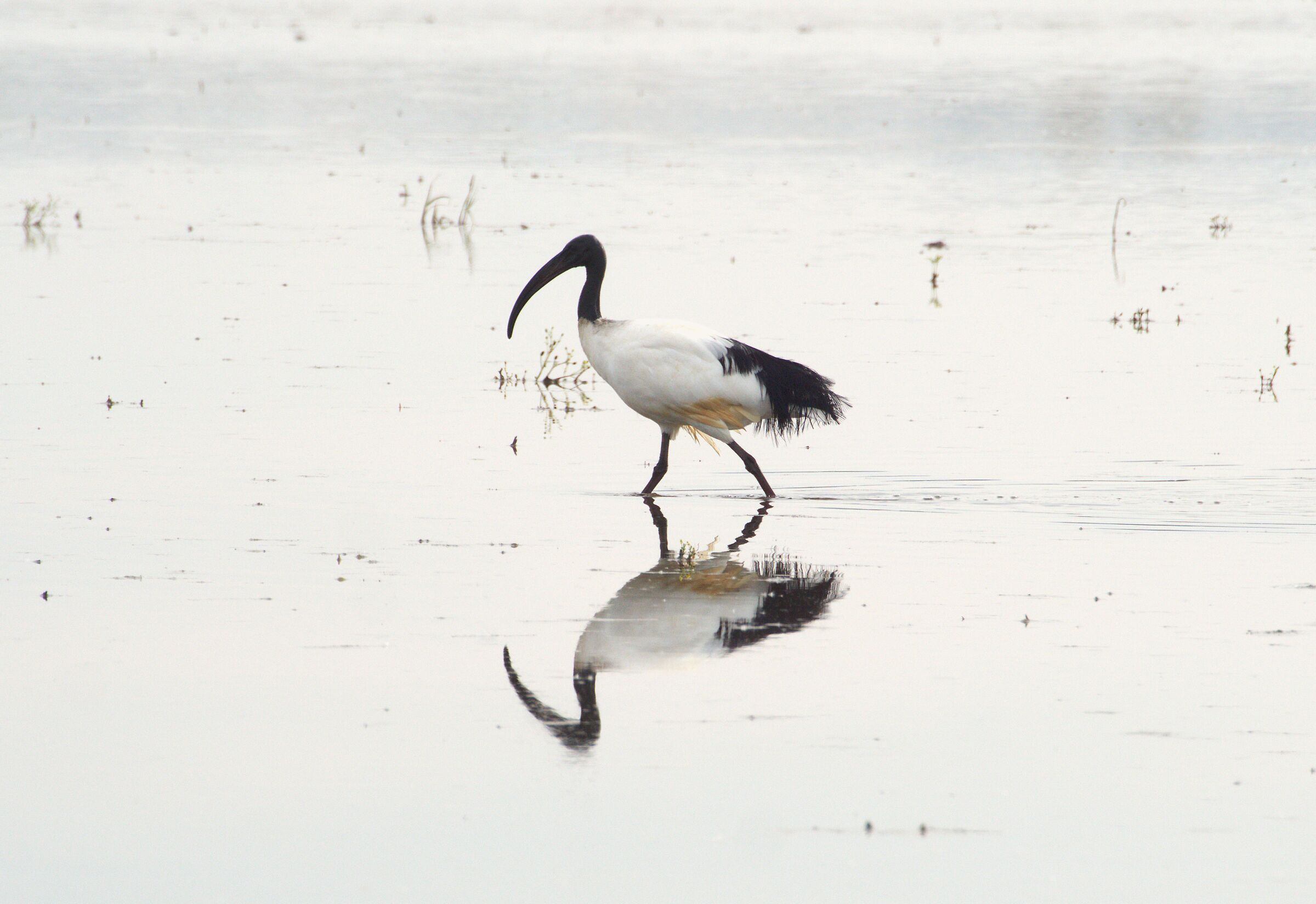 Ibis