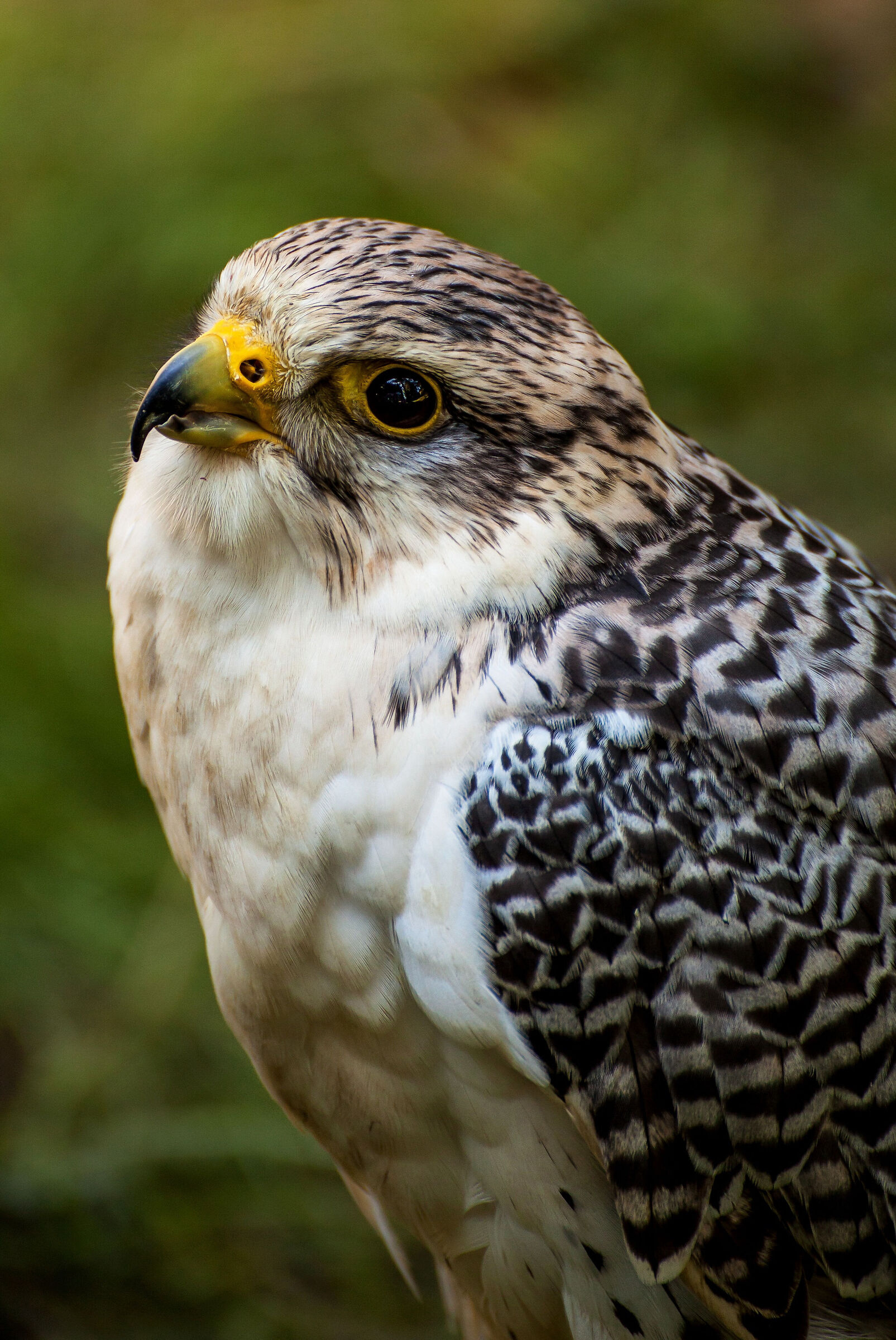 I don't know what bird it is