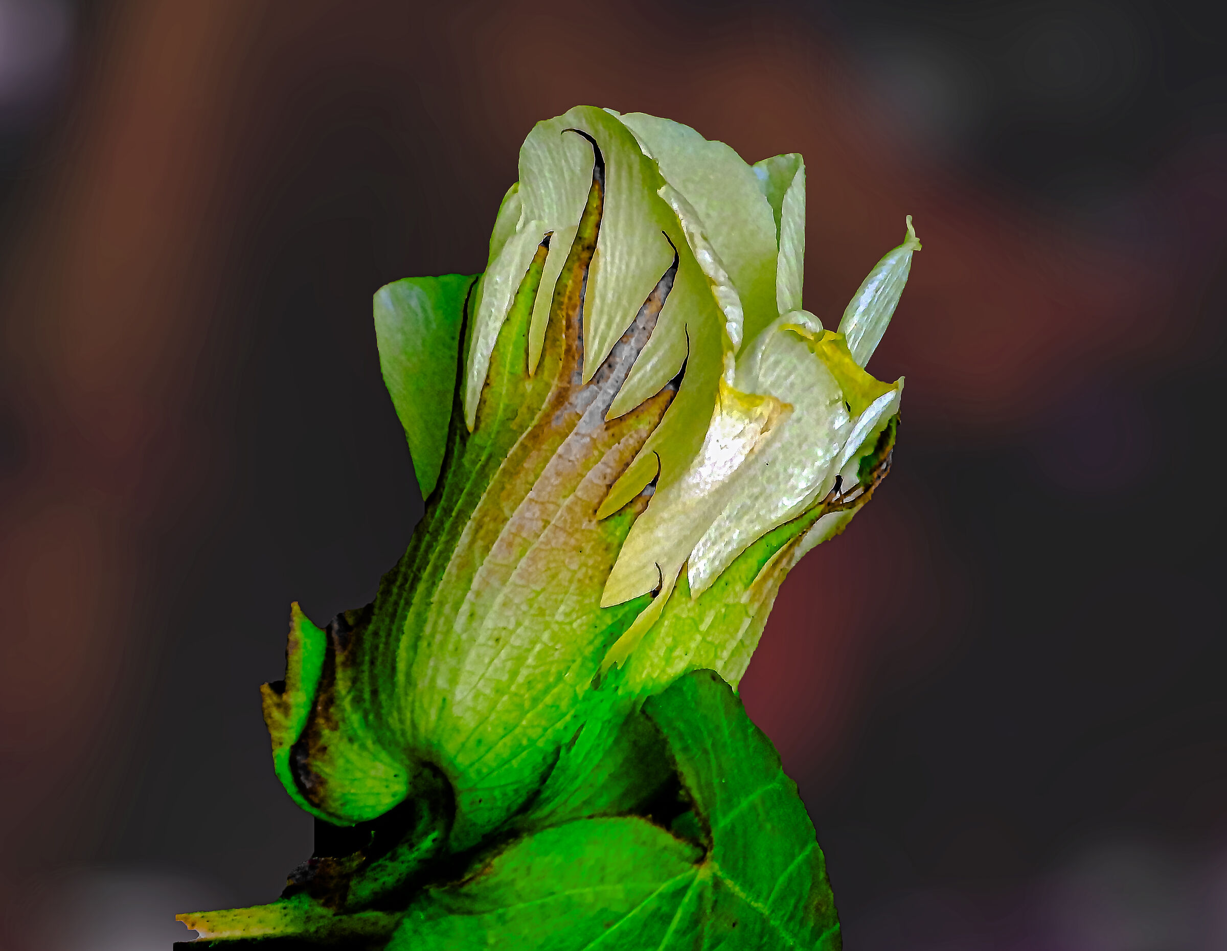 Fiore del cotone