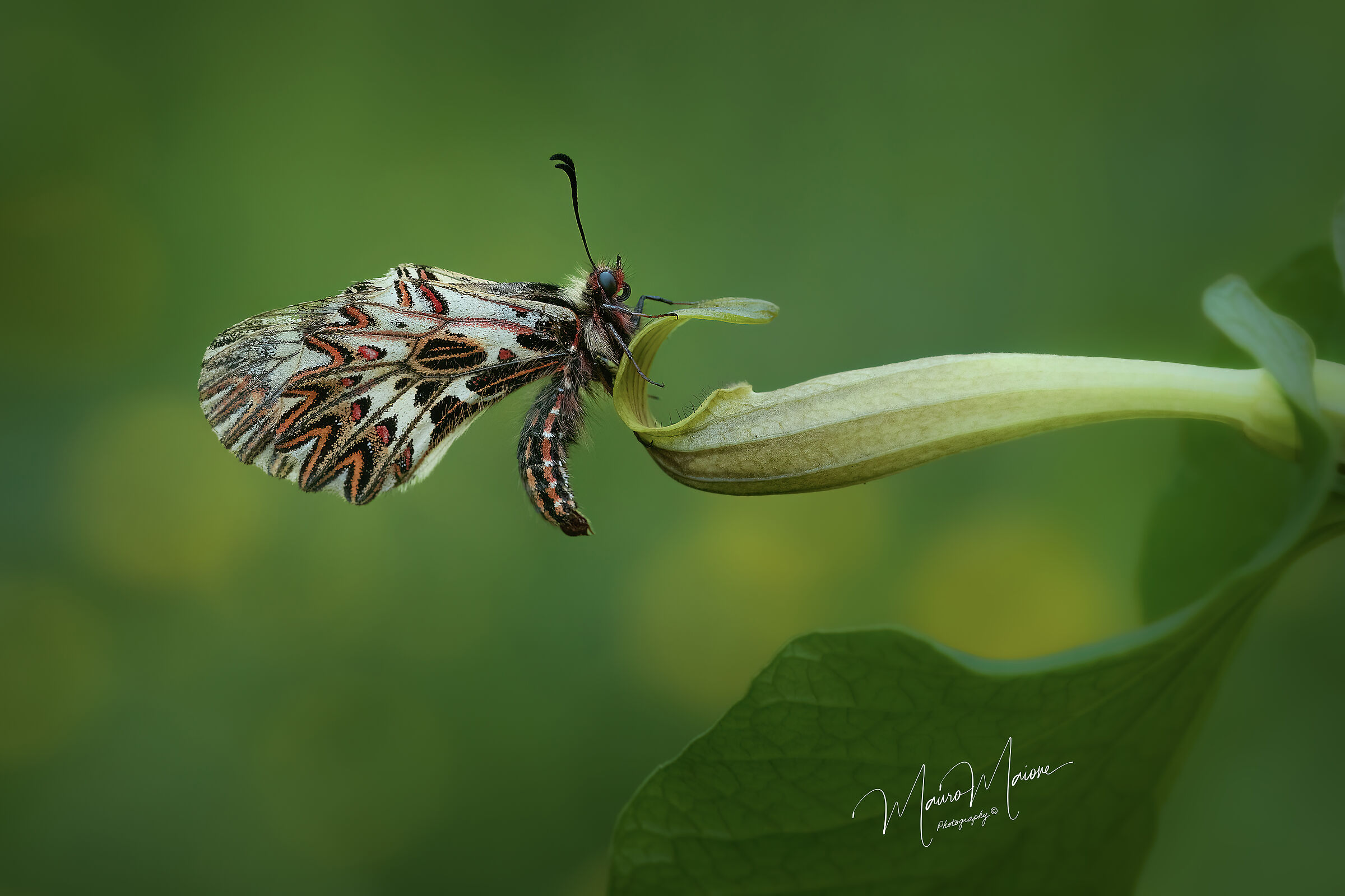 Zerynthia on Aristolochia