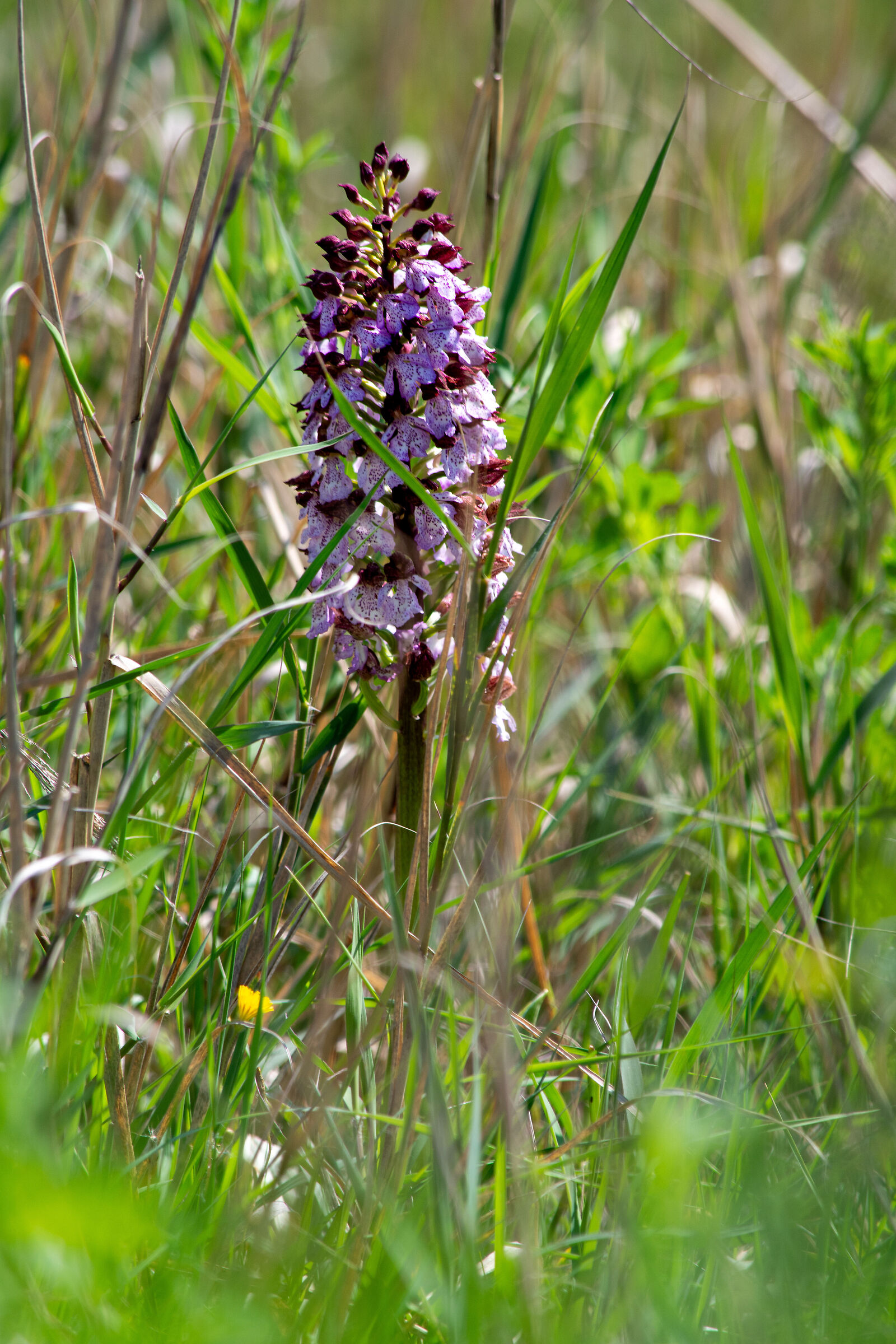 Spontaneous orchid