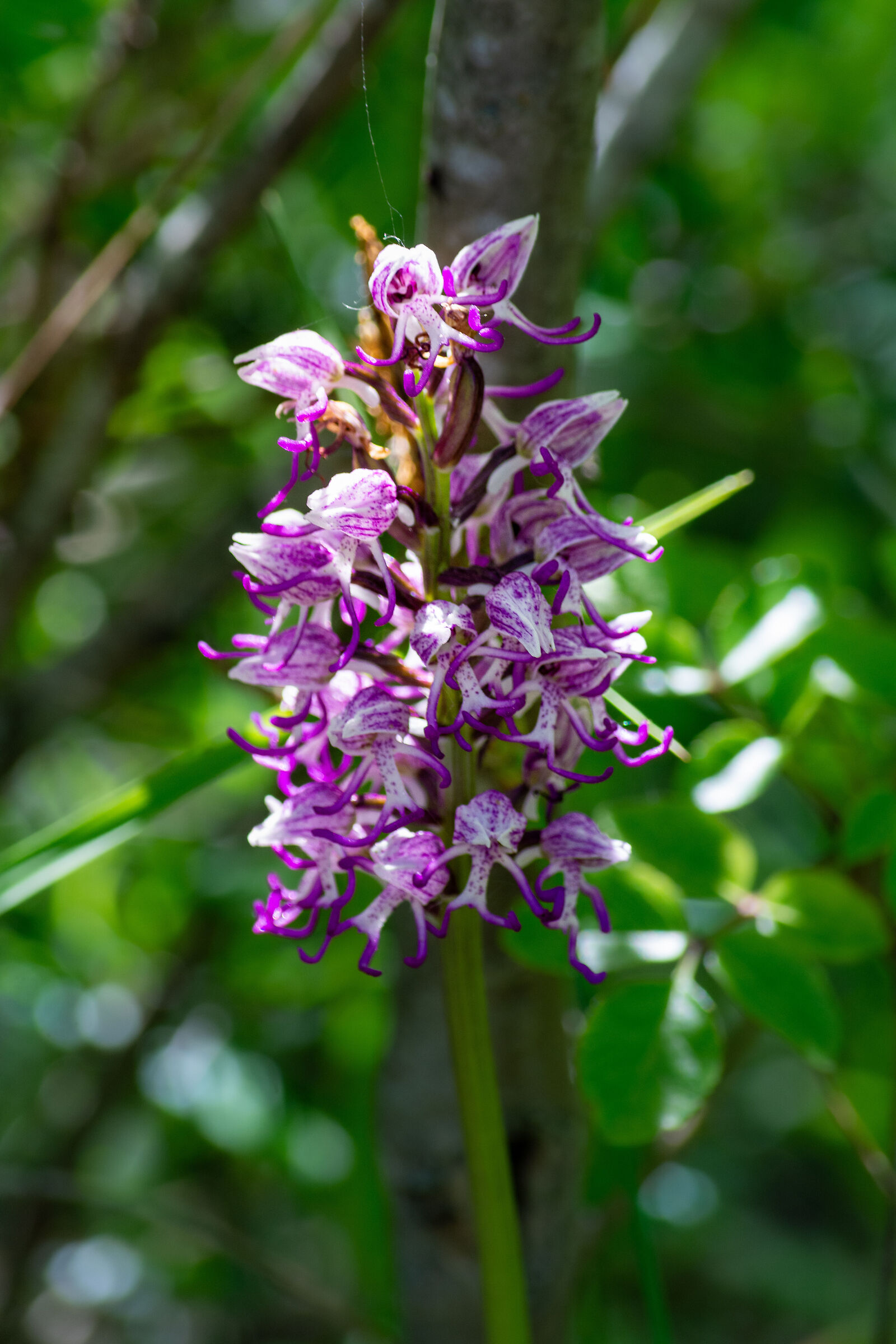 Simia orchid