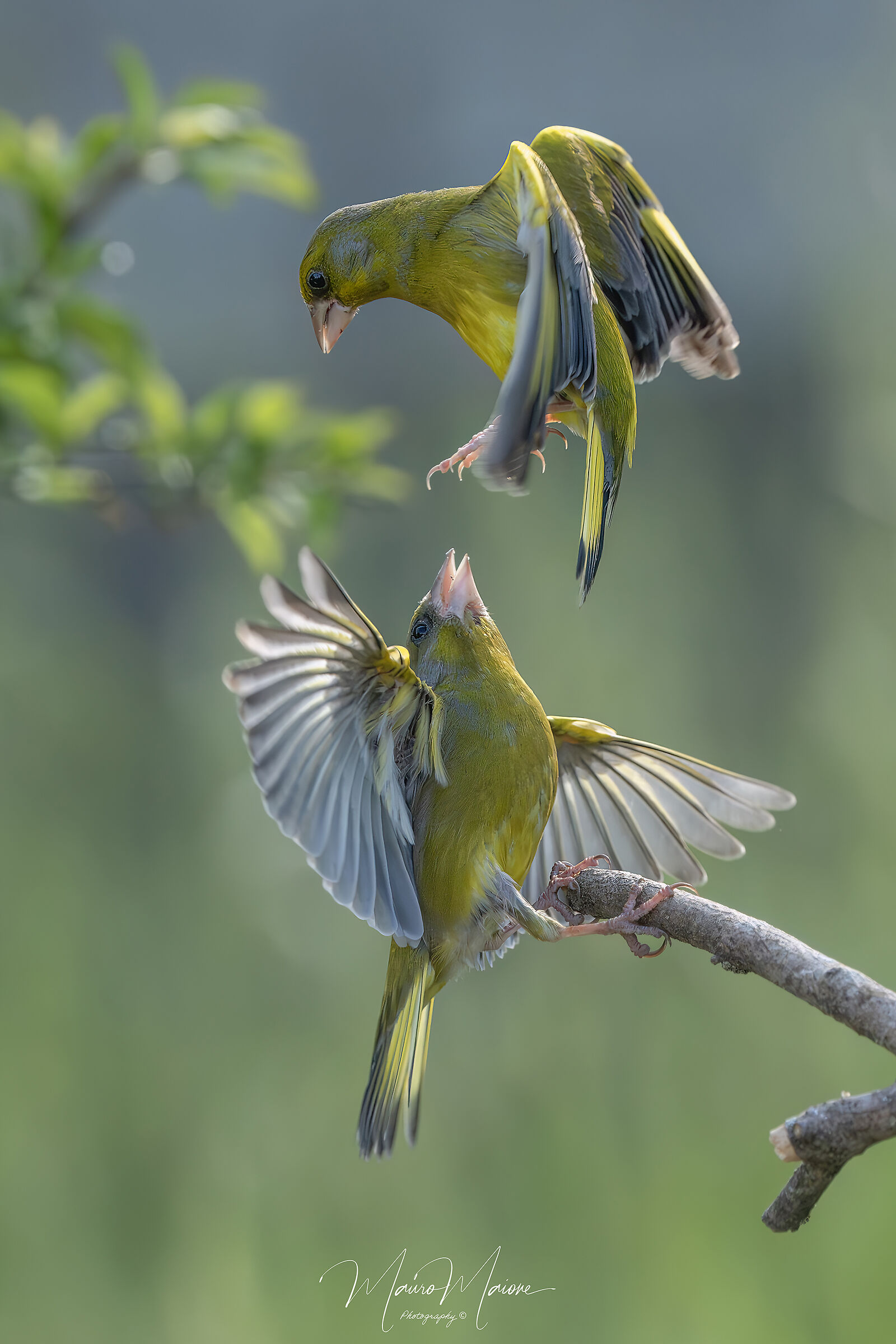 Quarrels between greenfinches