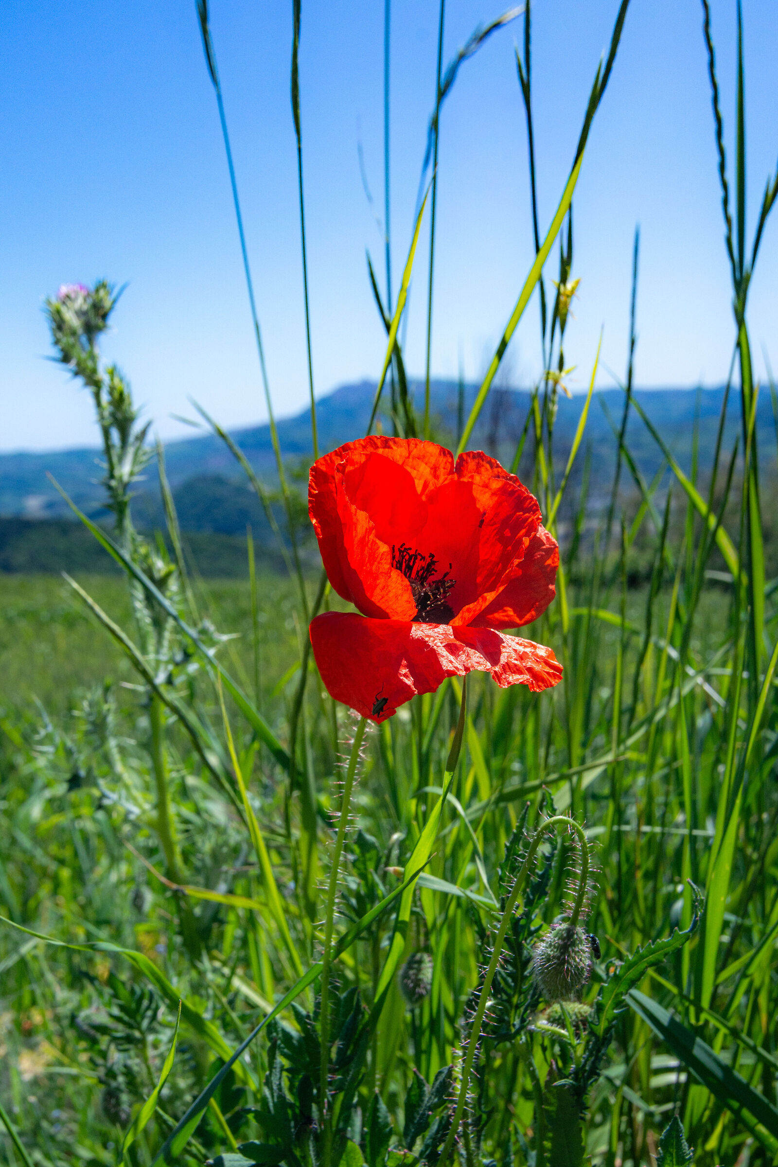 Poppy