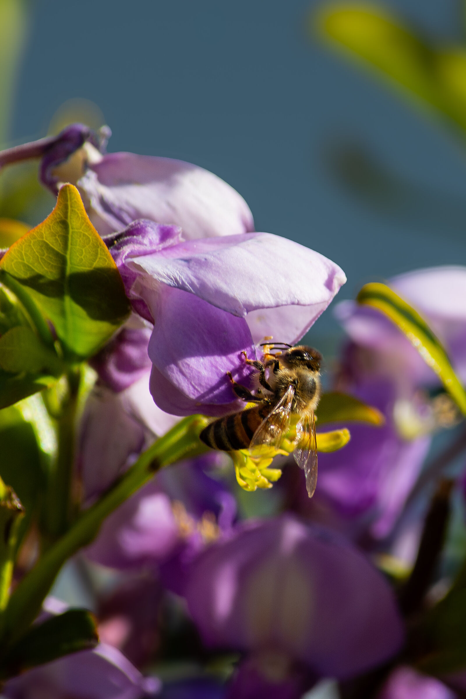 Bees and flowers