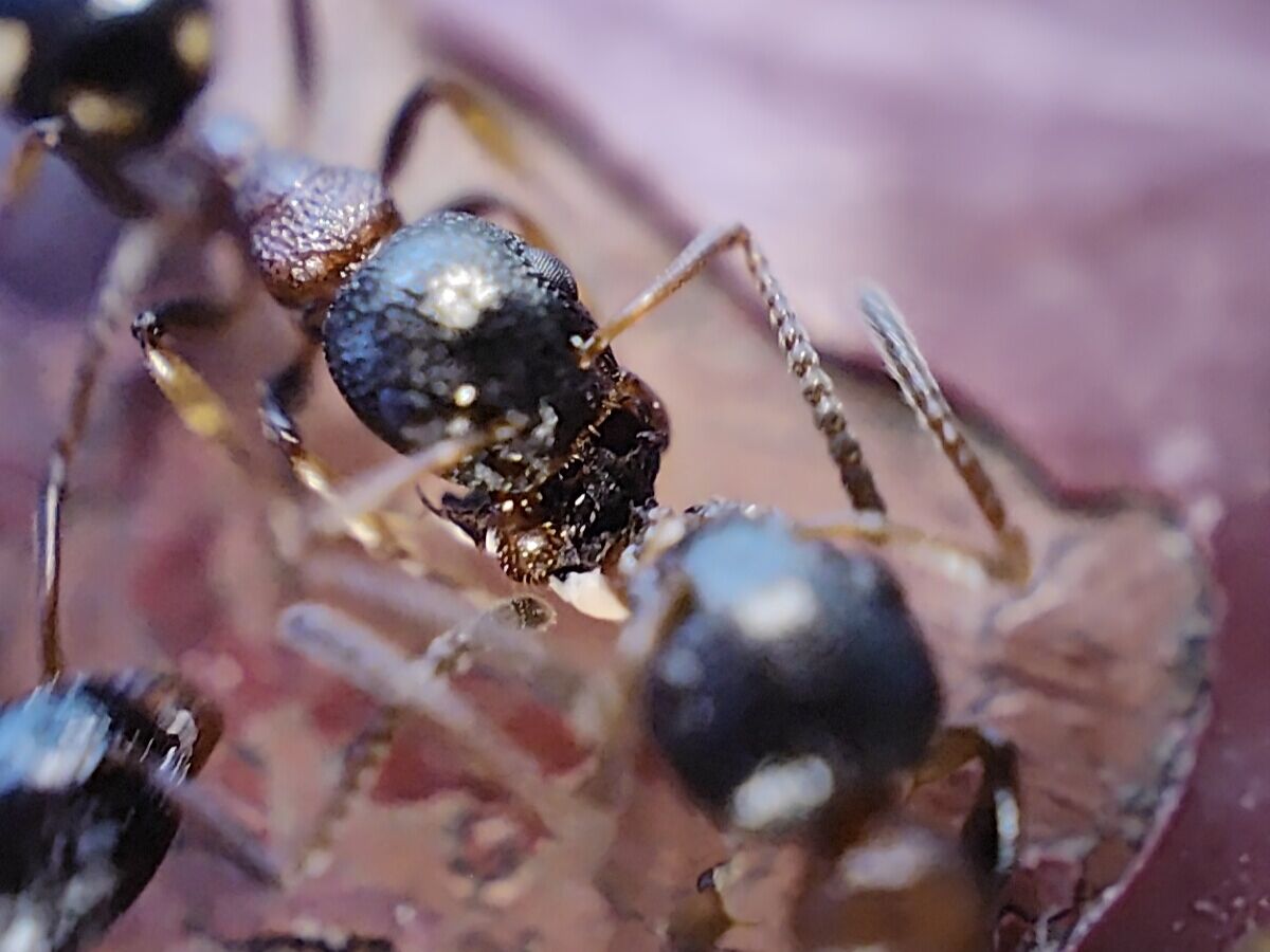 Battle ants