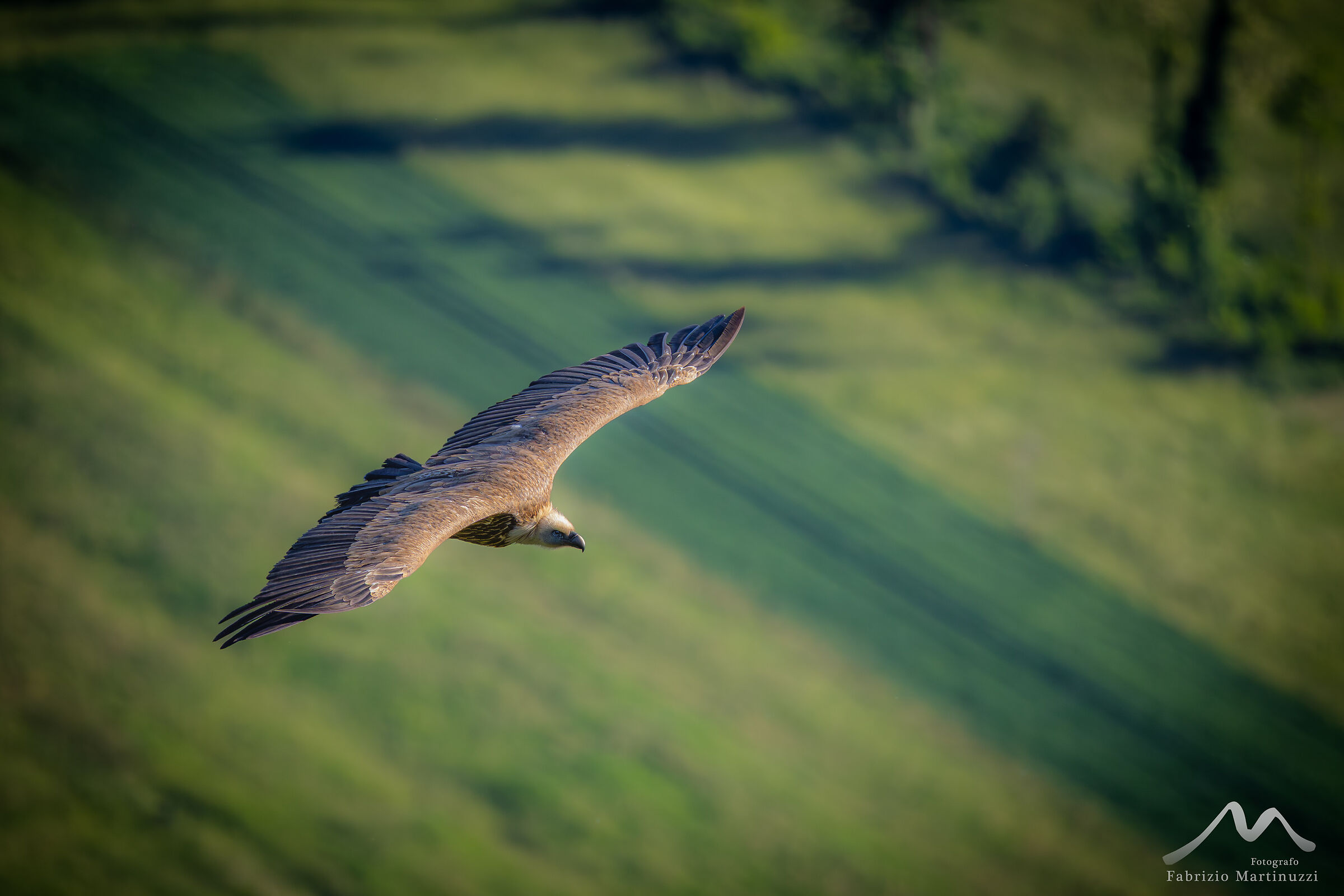 fulvus
