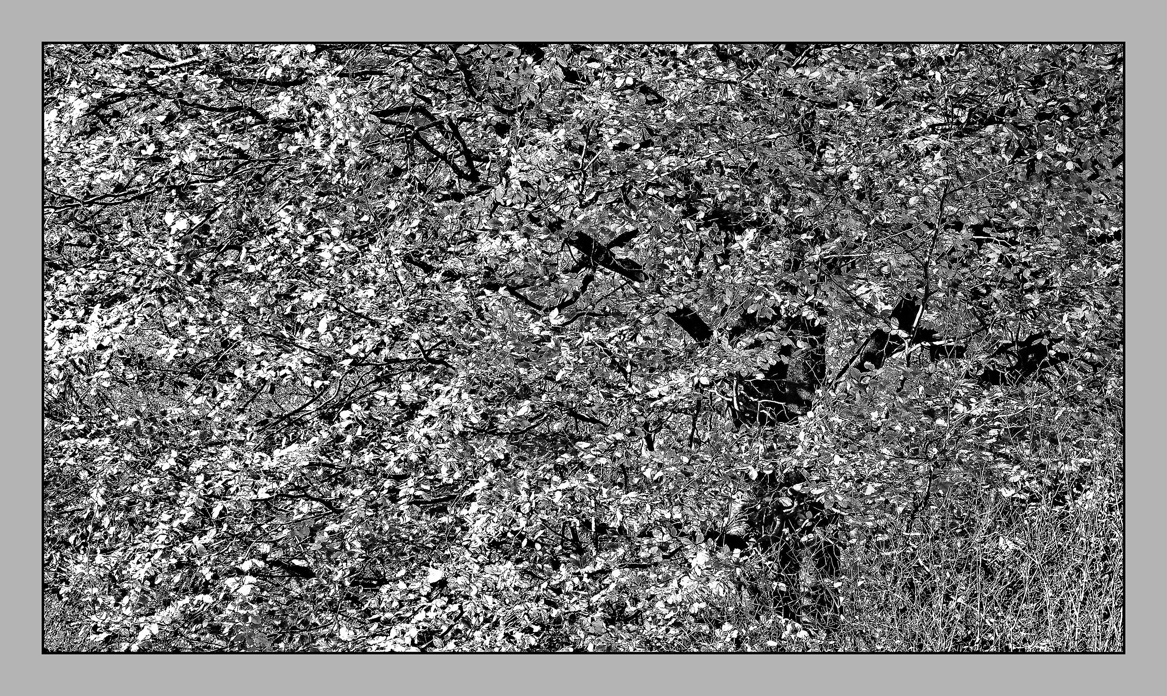 Beech - Leaf distribution