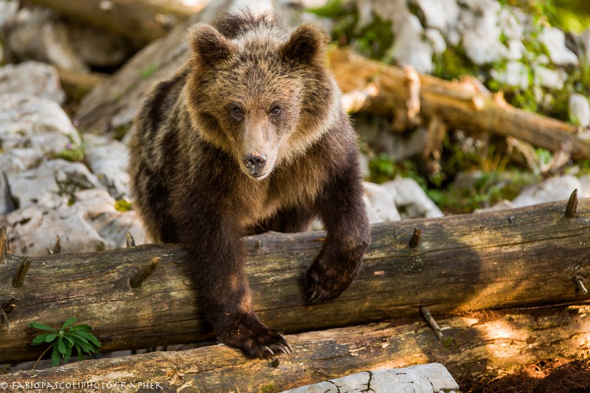 Ursus Arctos Sloveno