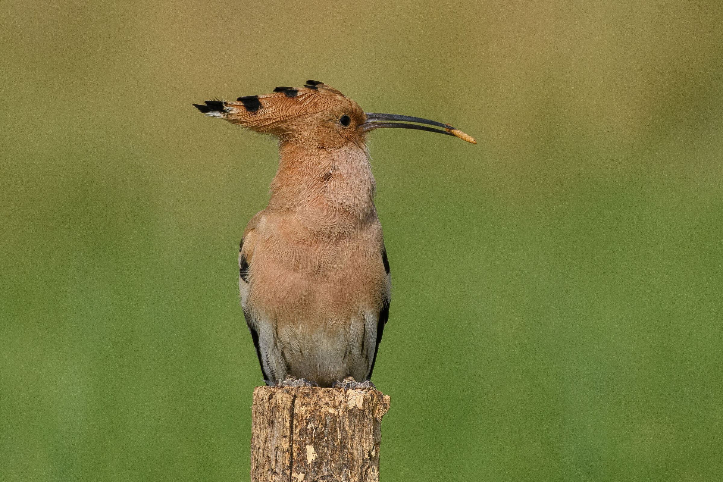 Hoopoe