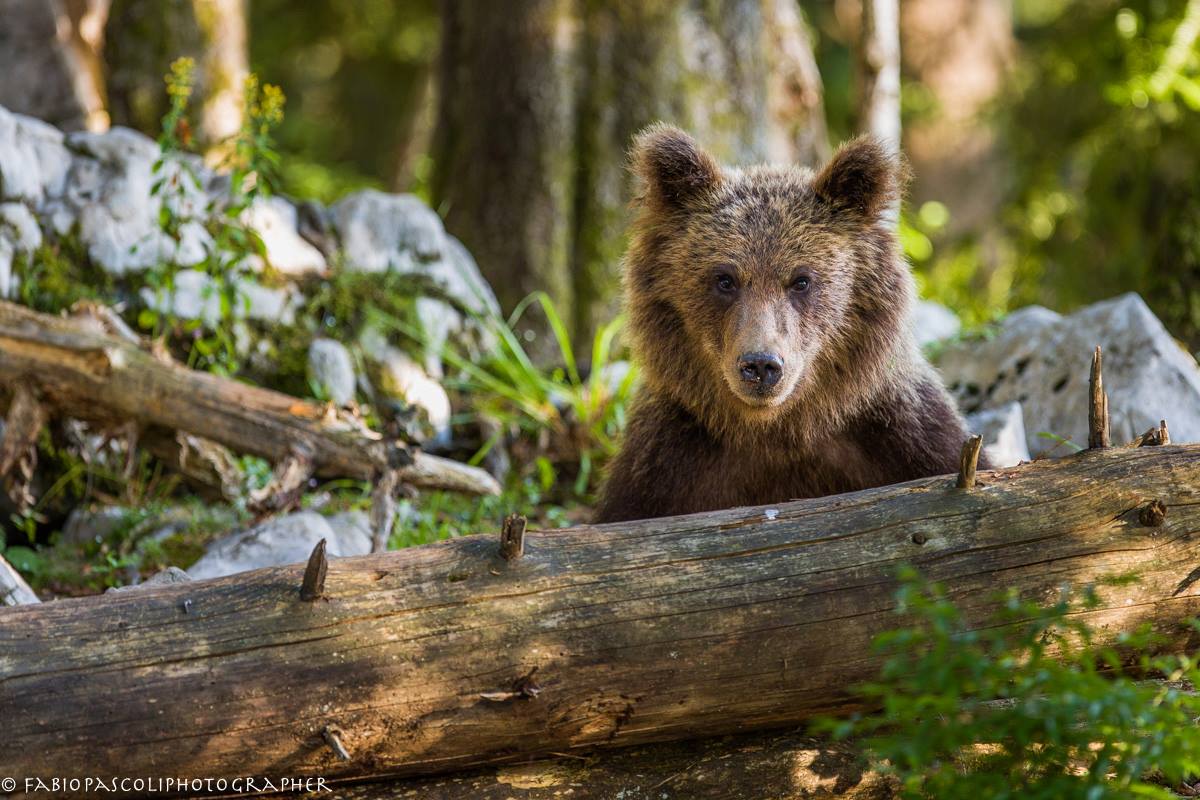 Ursus Arctos Sloveno