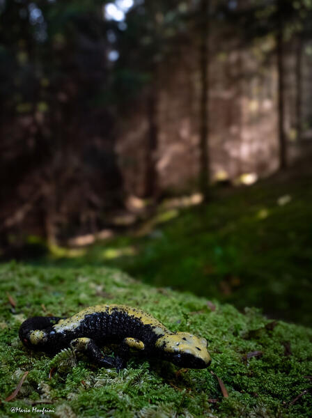 Foto