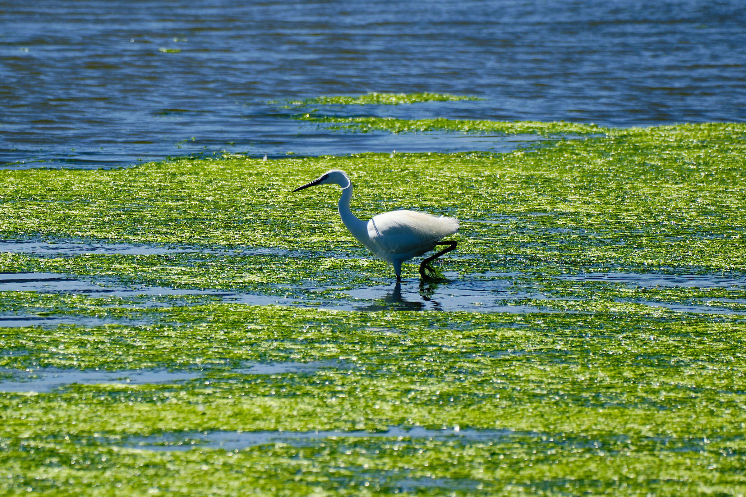 Little egret has a snack