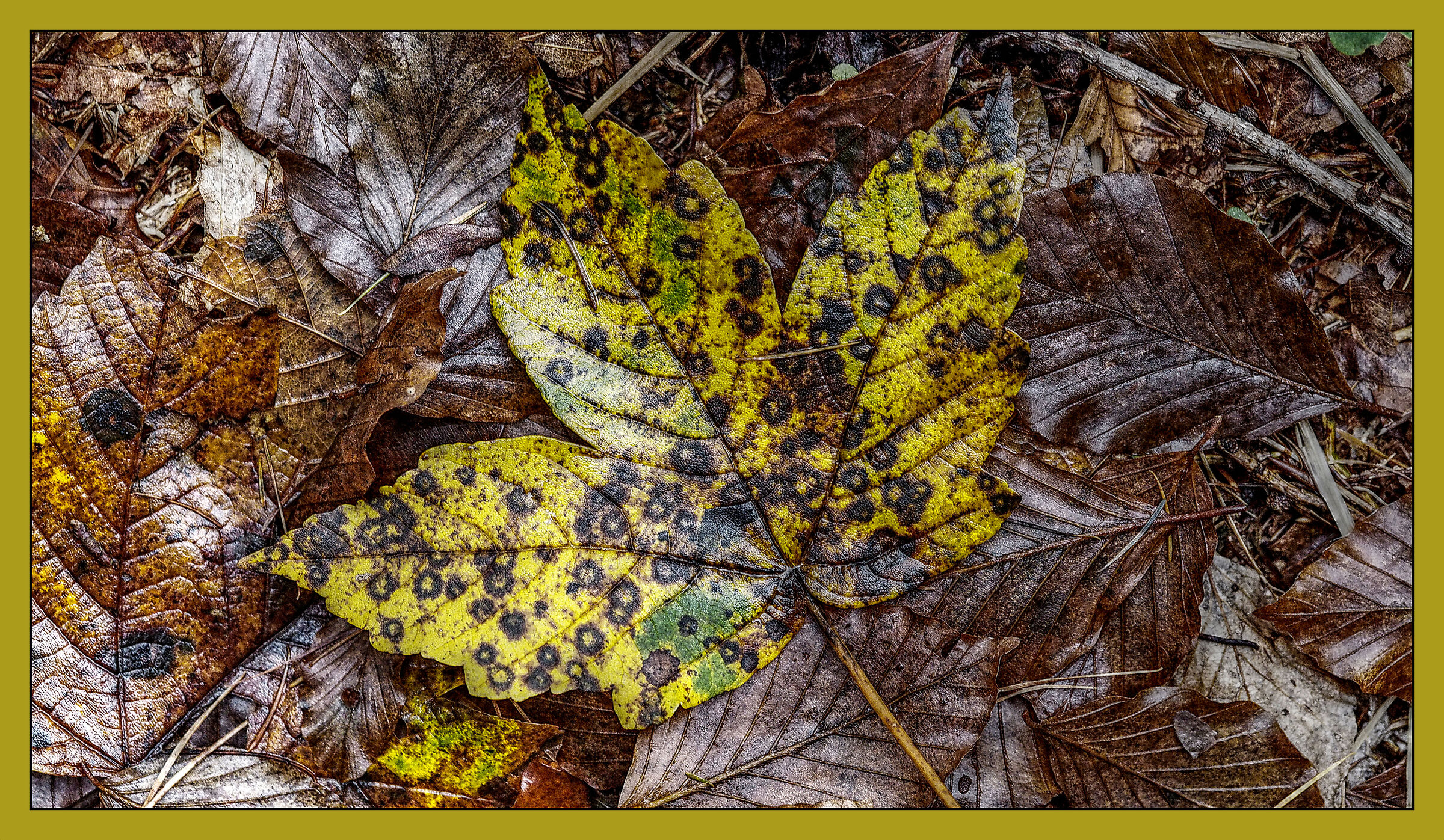 Tree residue