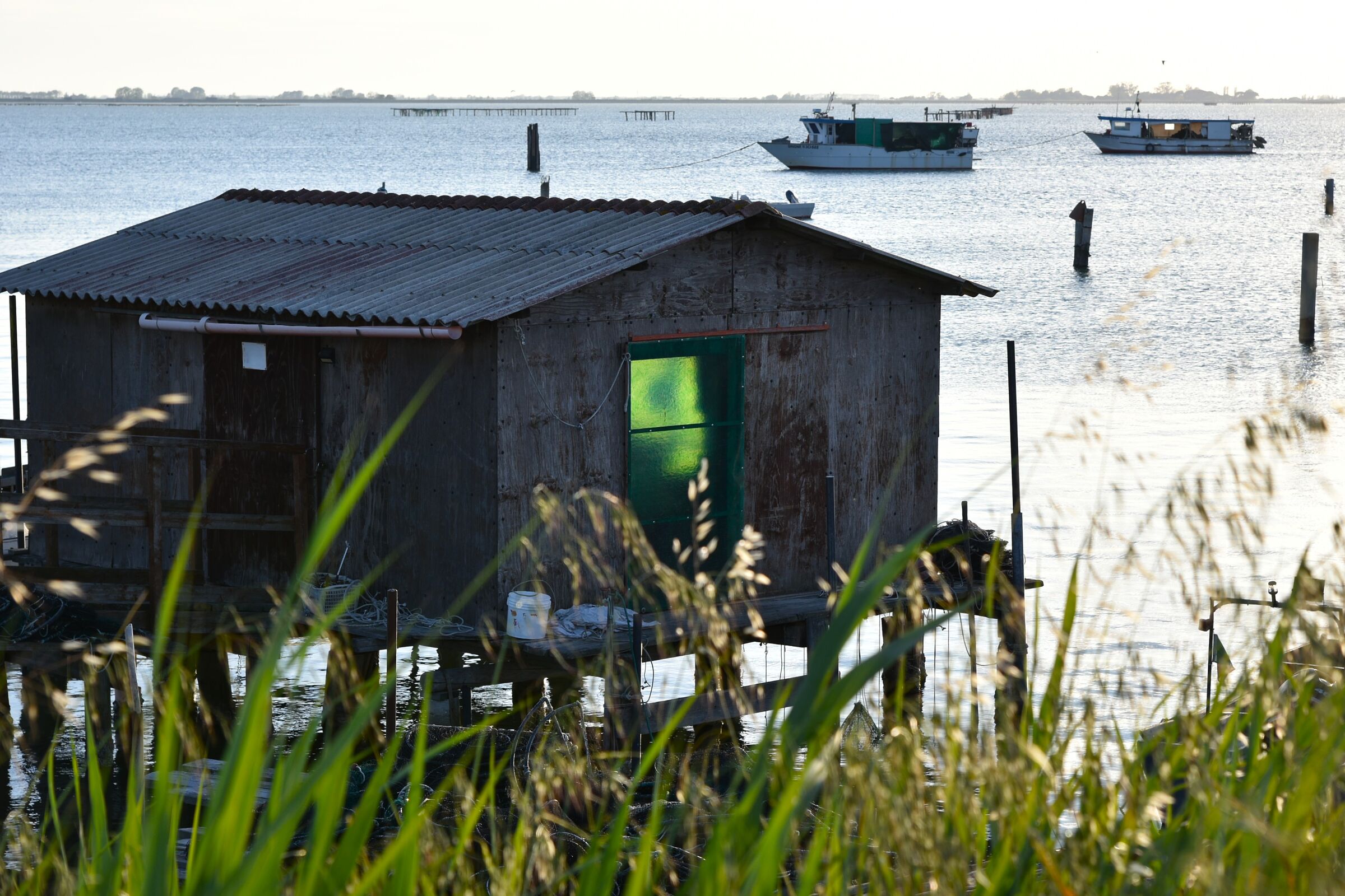 La zanzariera verde
