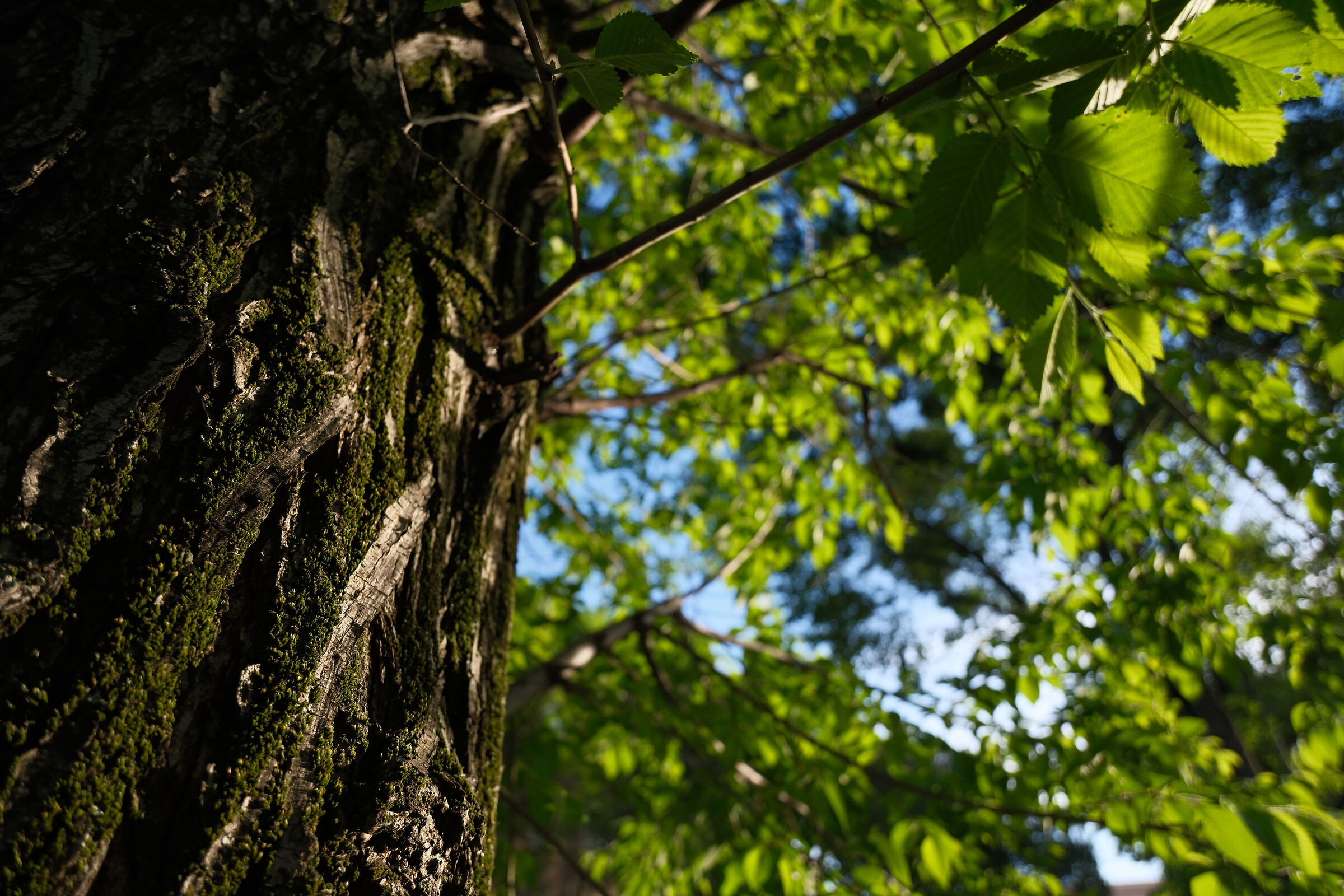 Bark