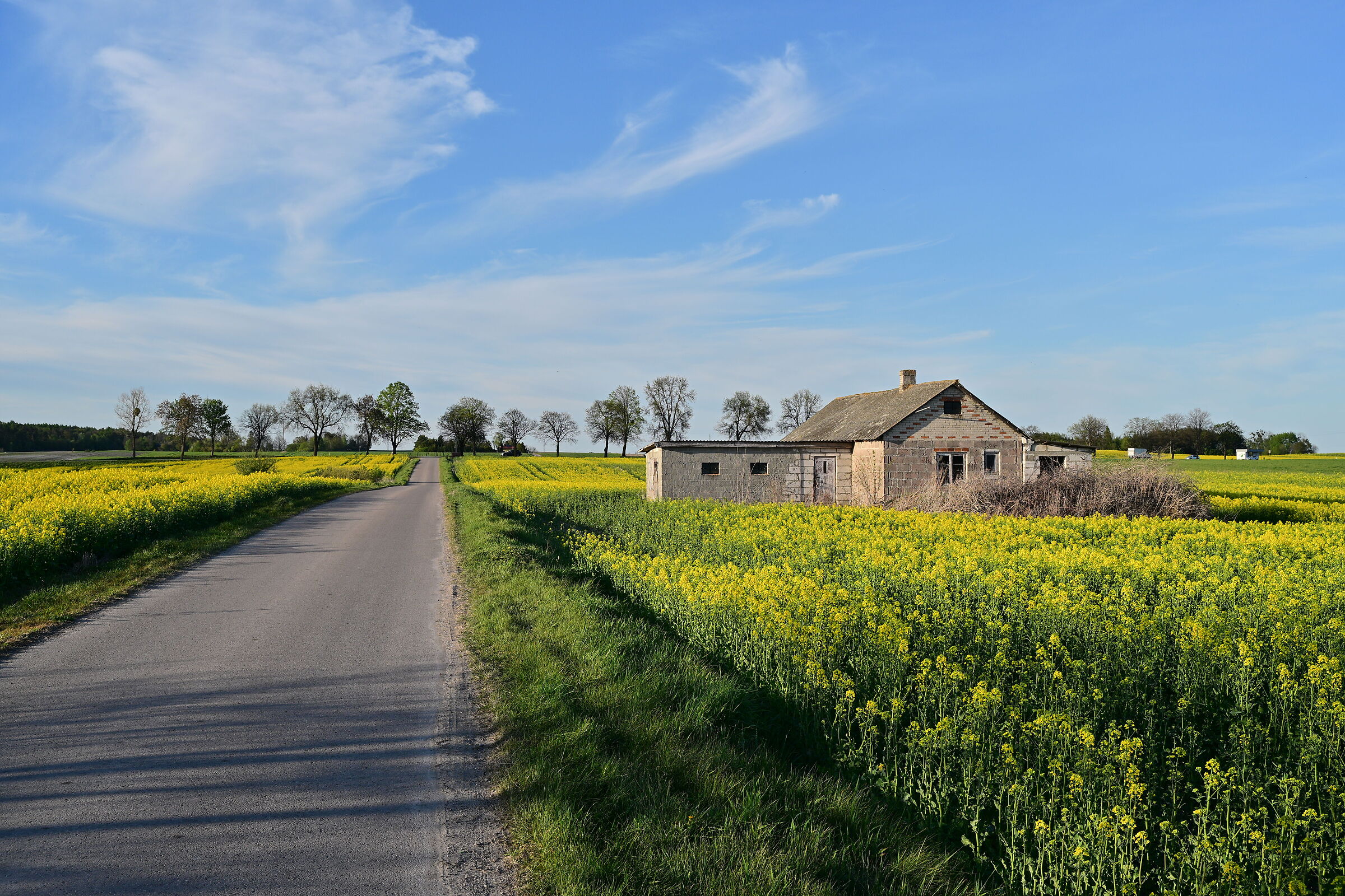 Rapeseed flowers