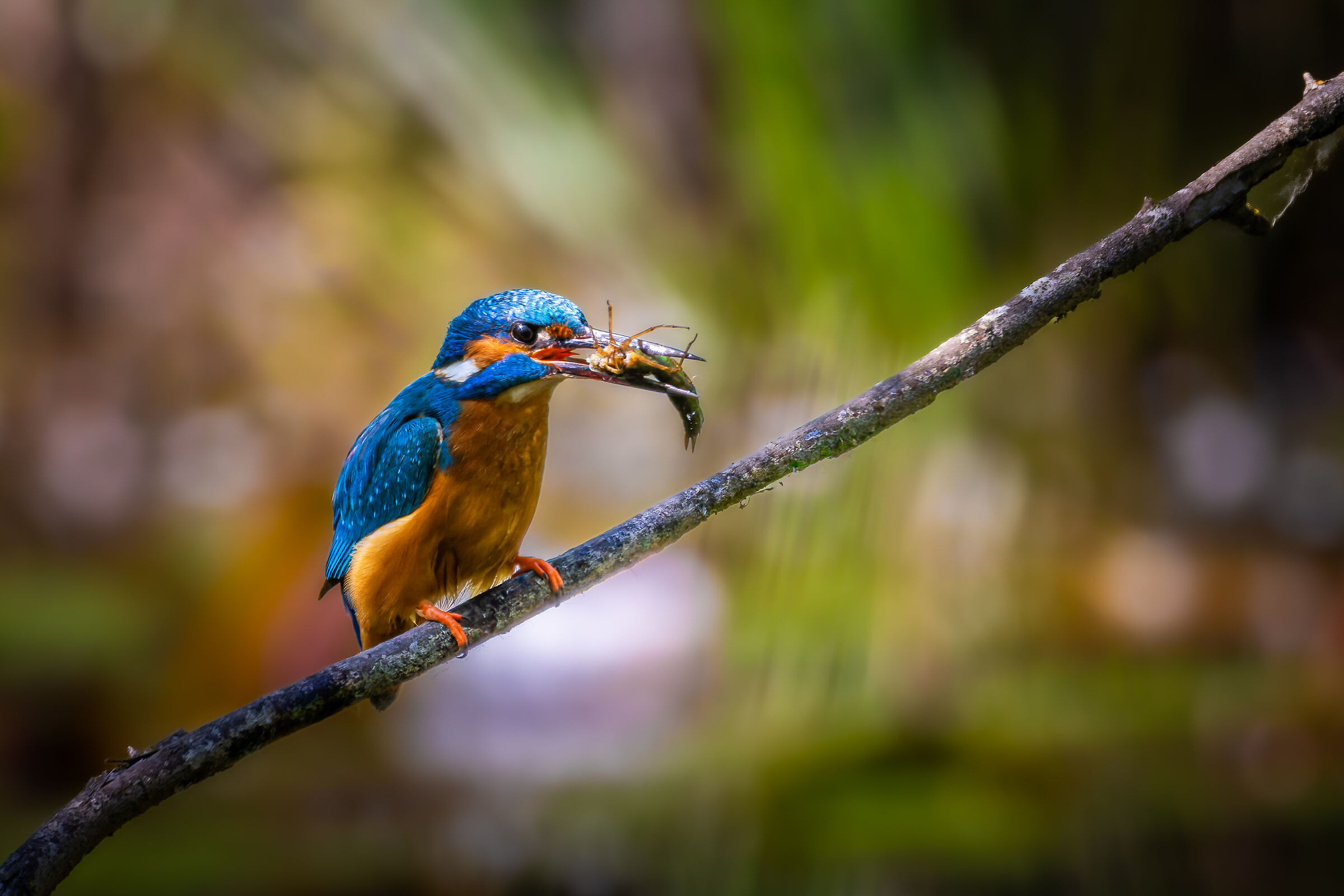 Kingfisher with crispy prey