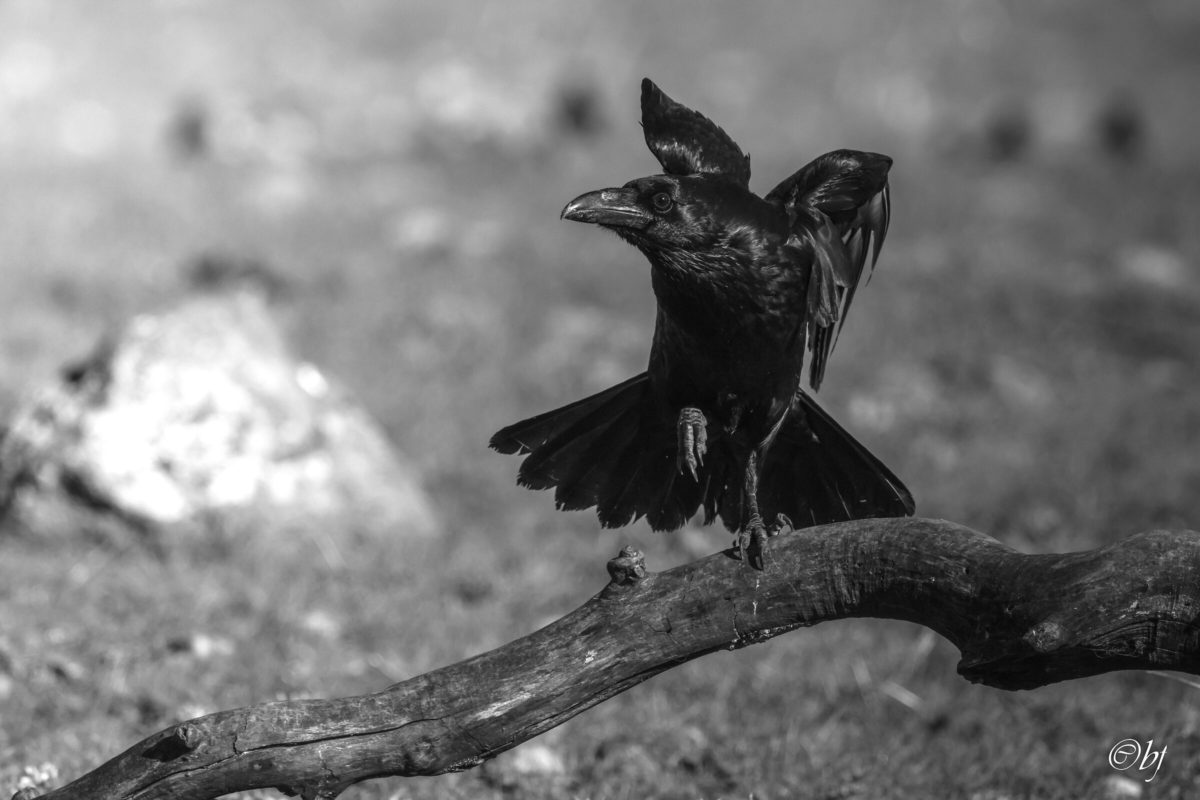 Raven