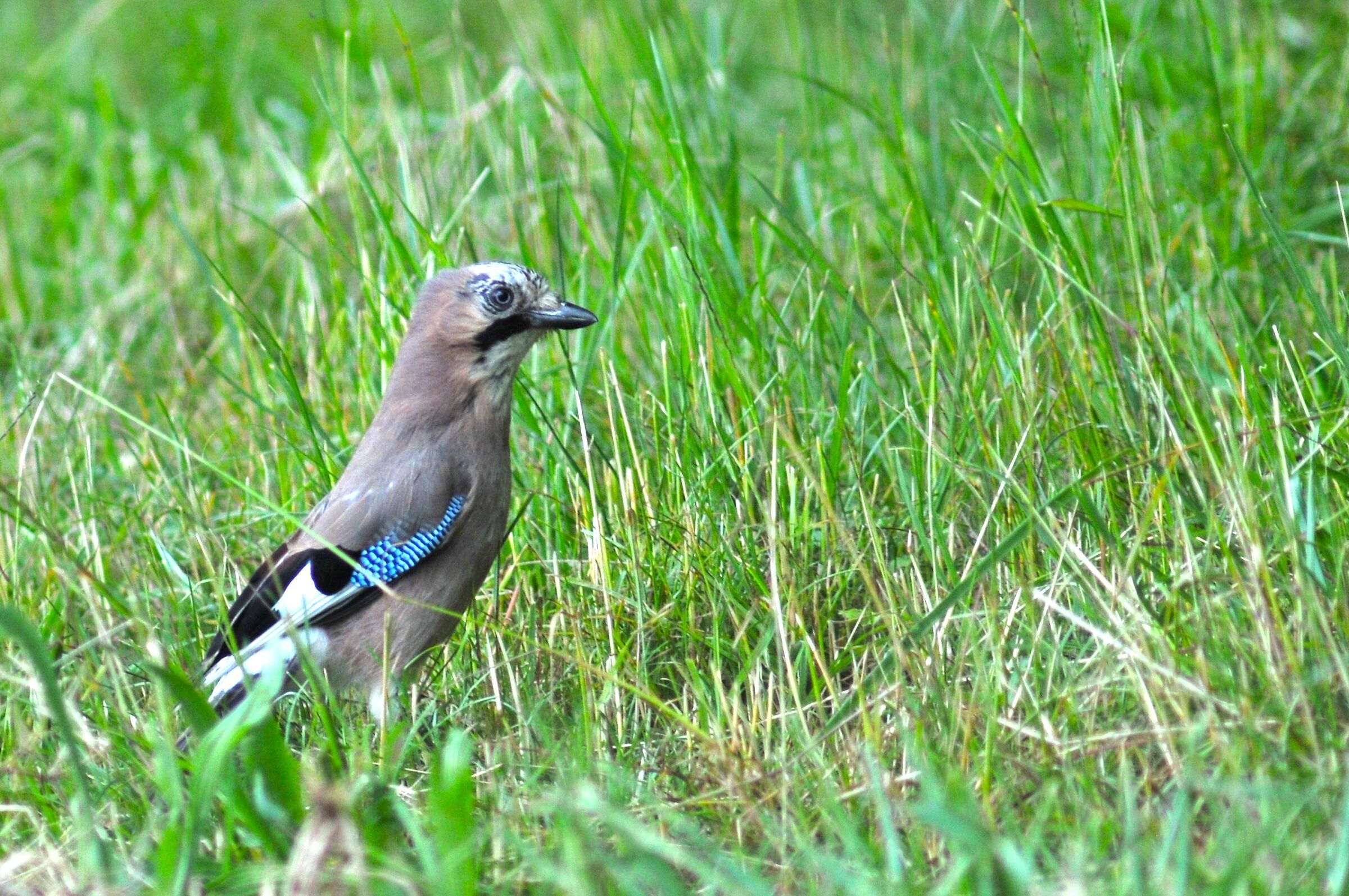 Jay