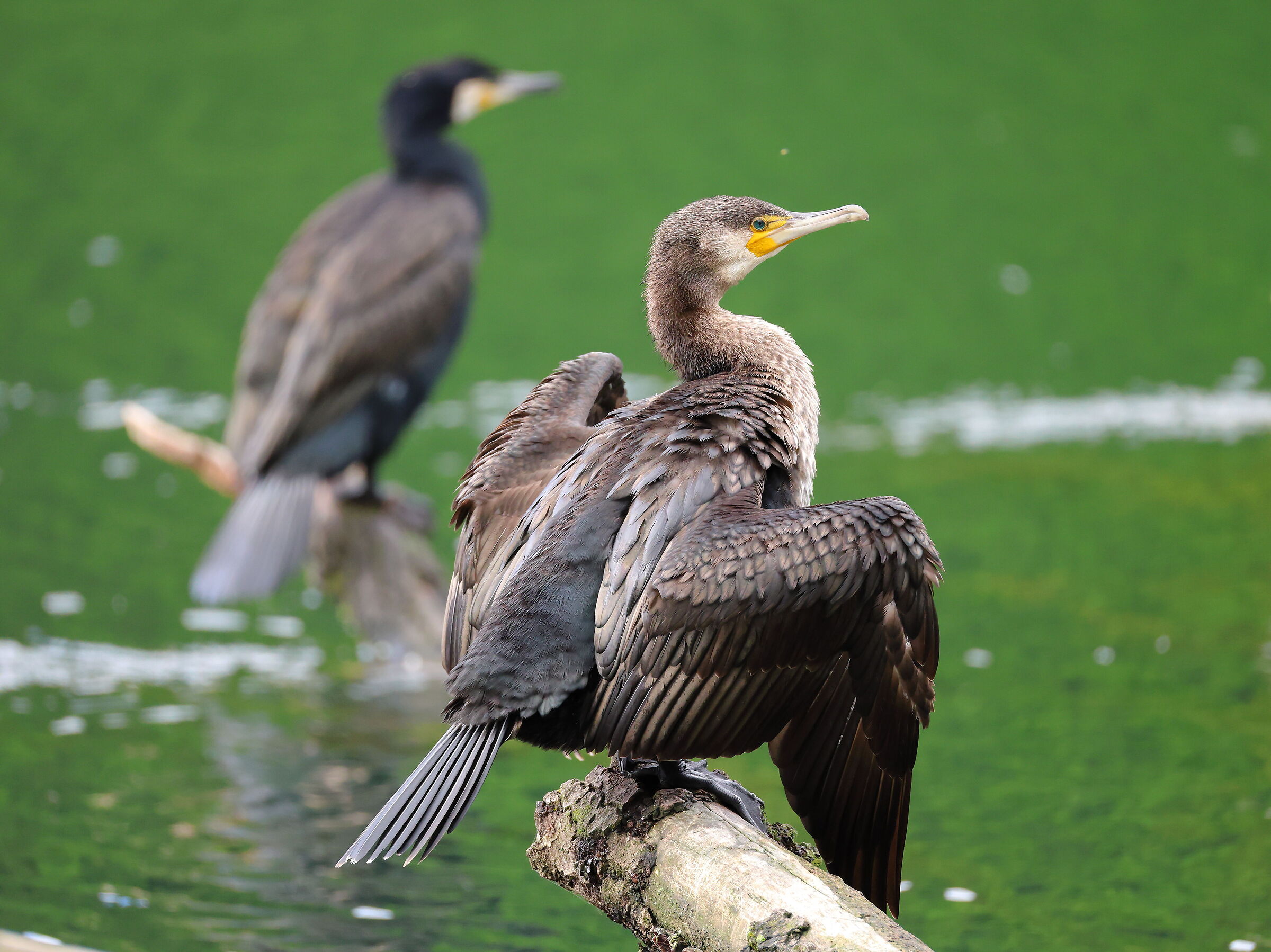 Cormorano