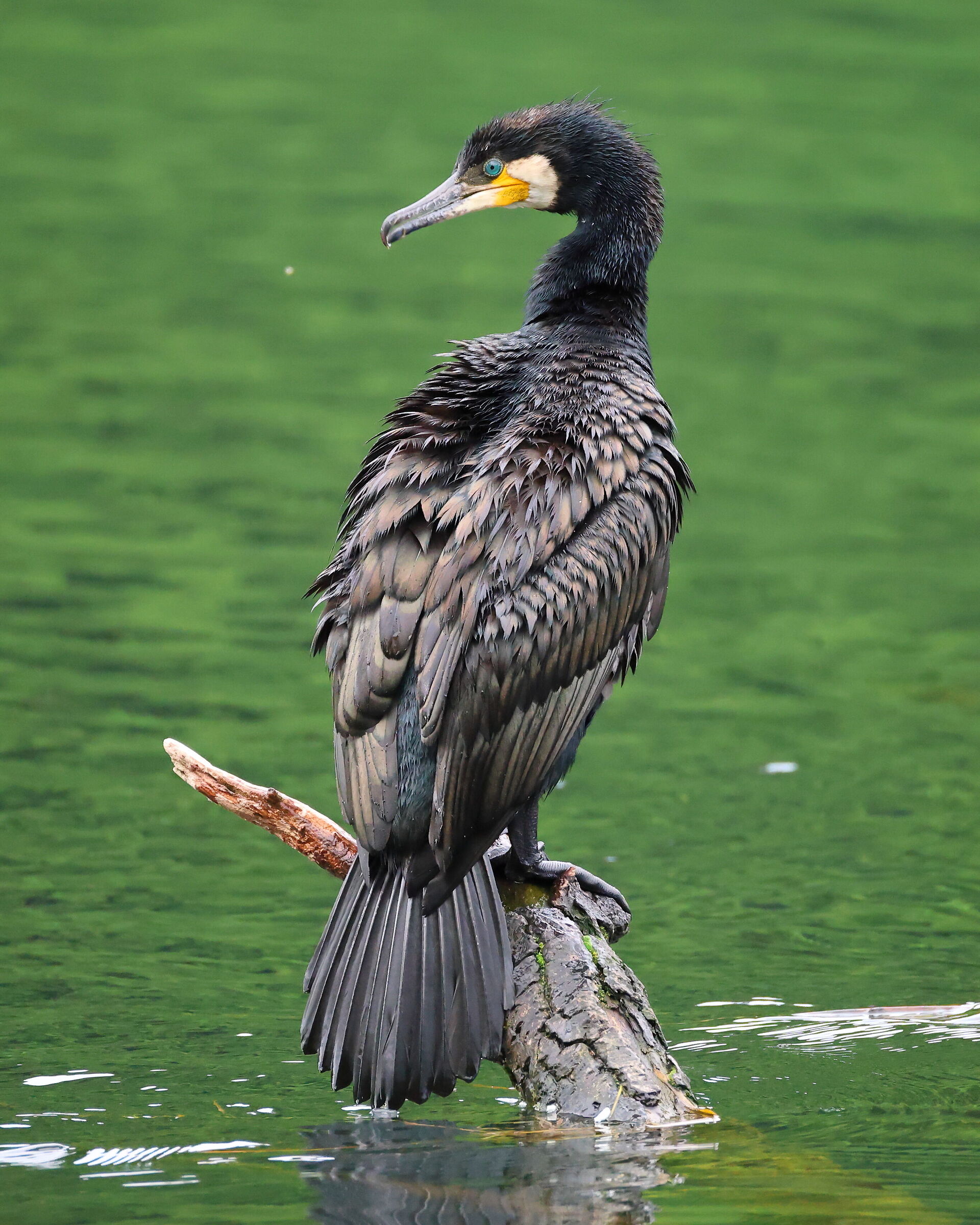 Cormorano