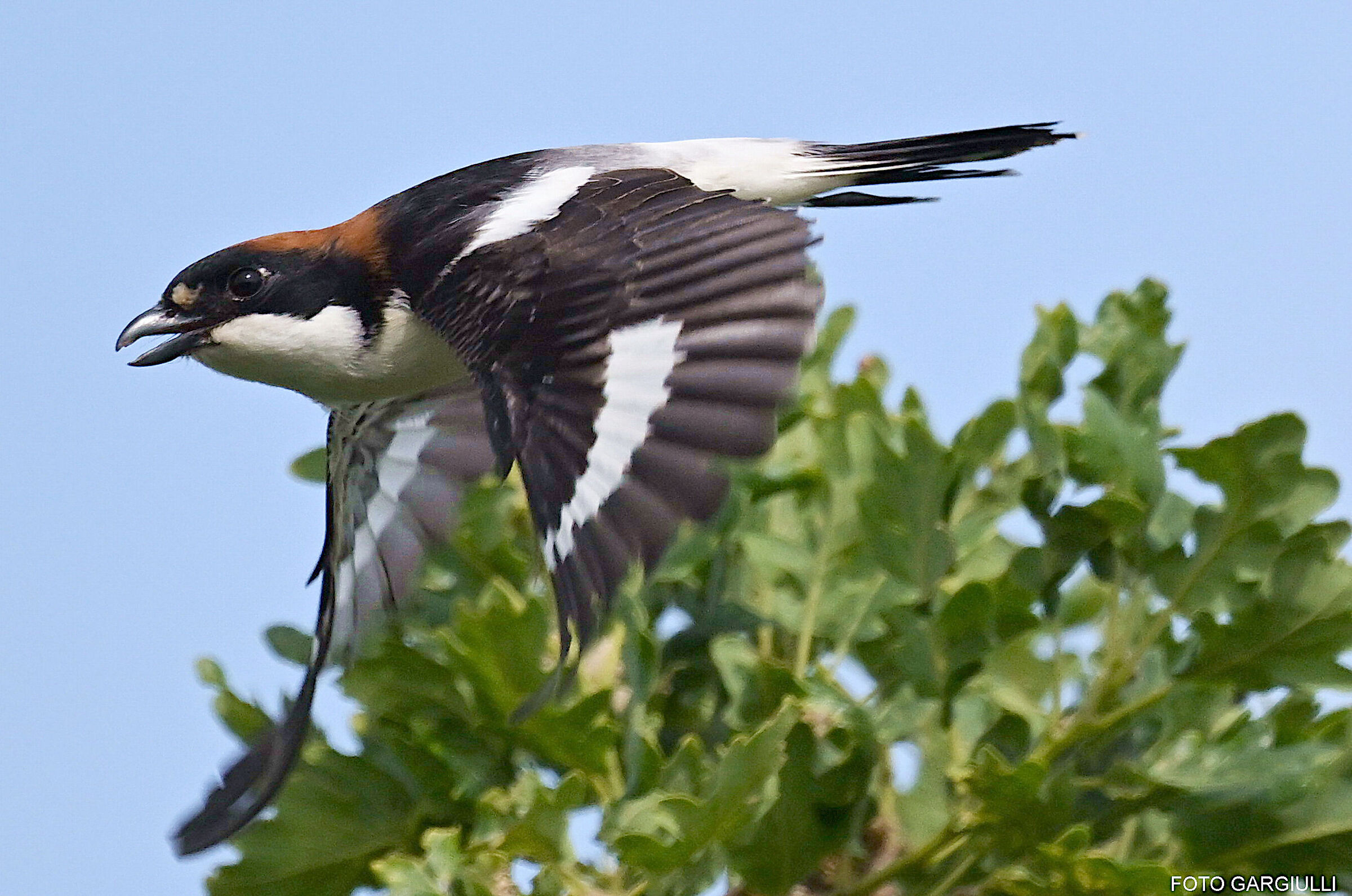 Red-backed shrike