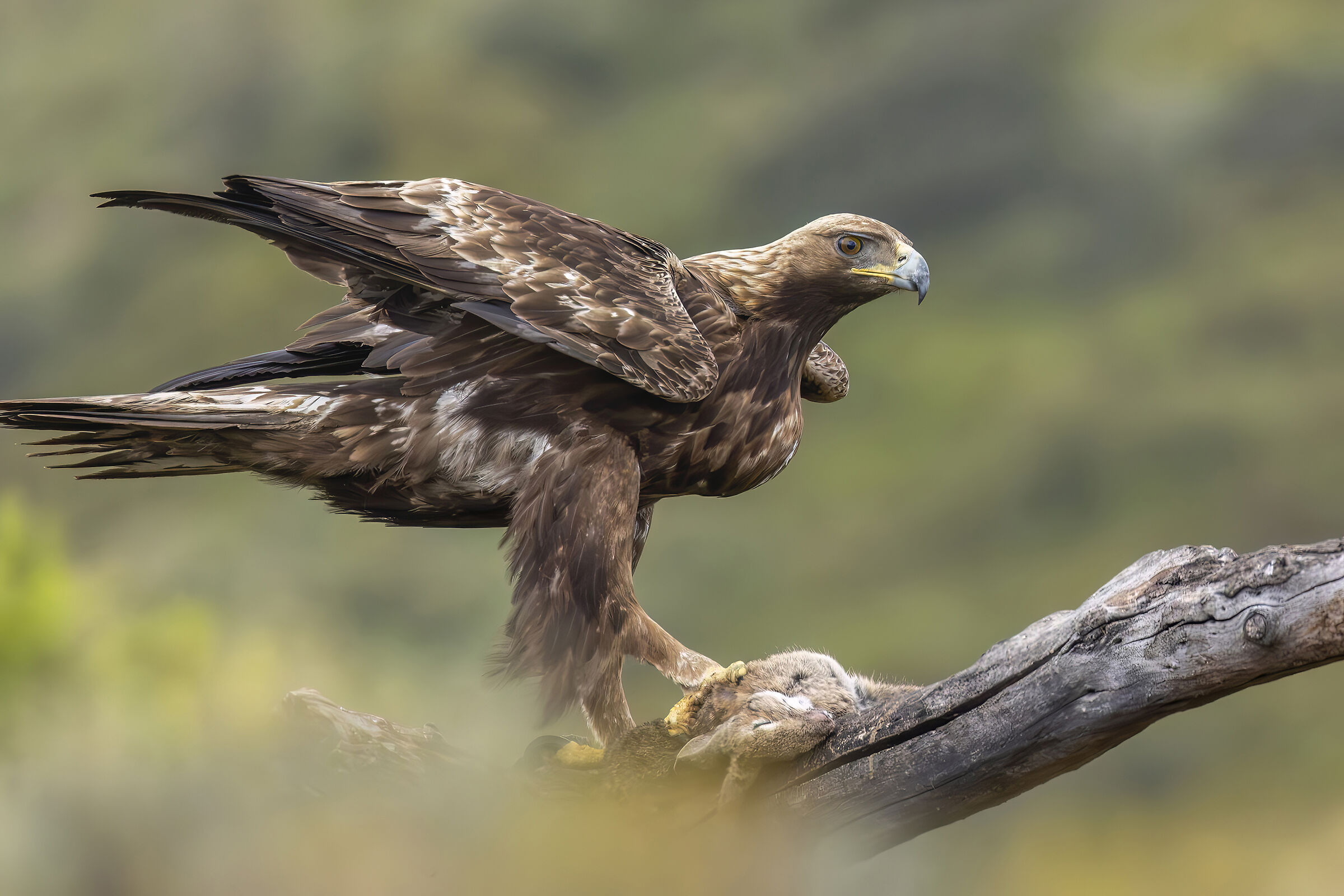 Golden eagle