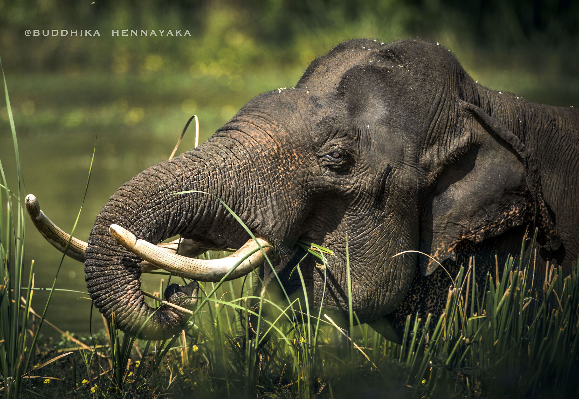 asian elephant