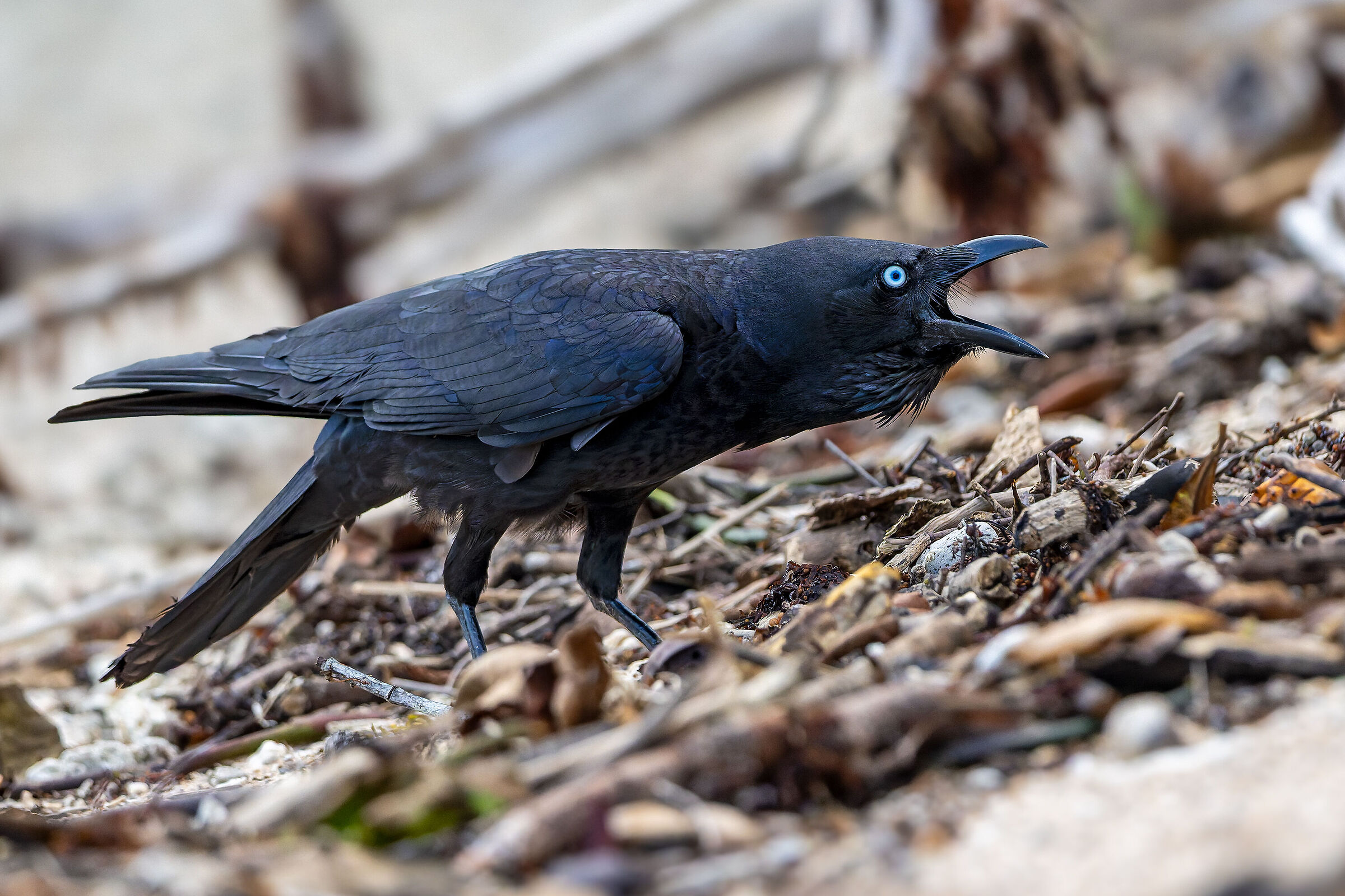 Craaaa!!!! - Corvo di Torres ( Corvus orru)