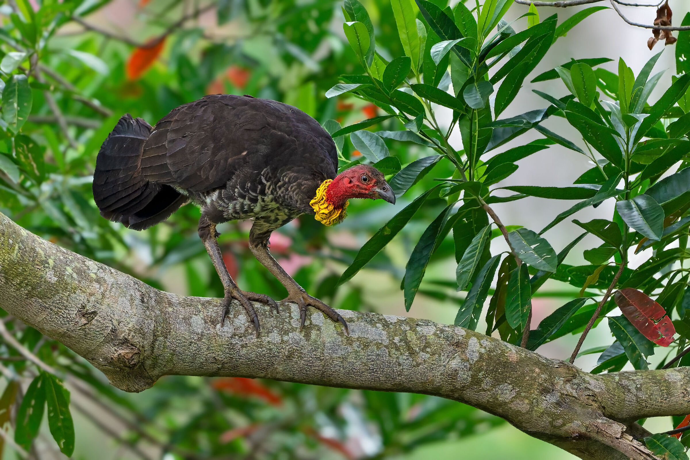 Australian wild turkey