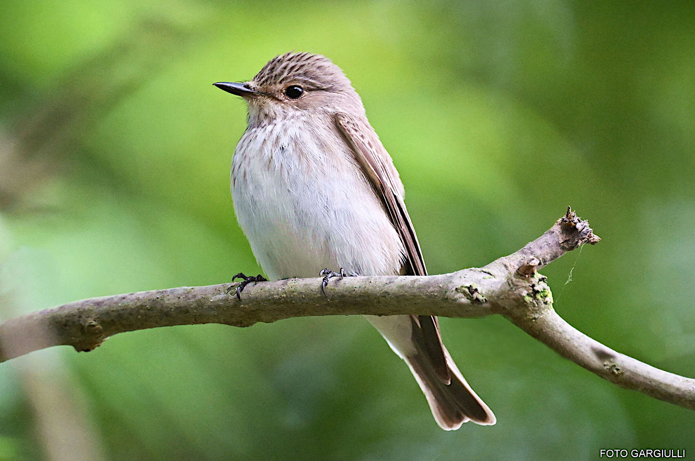 Flycatcher