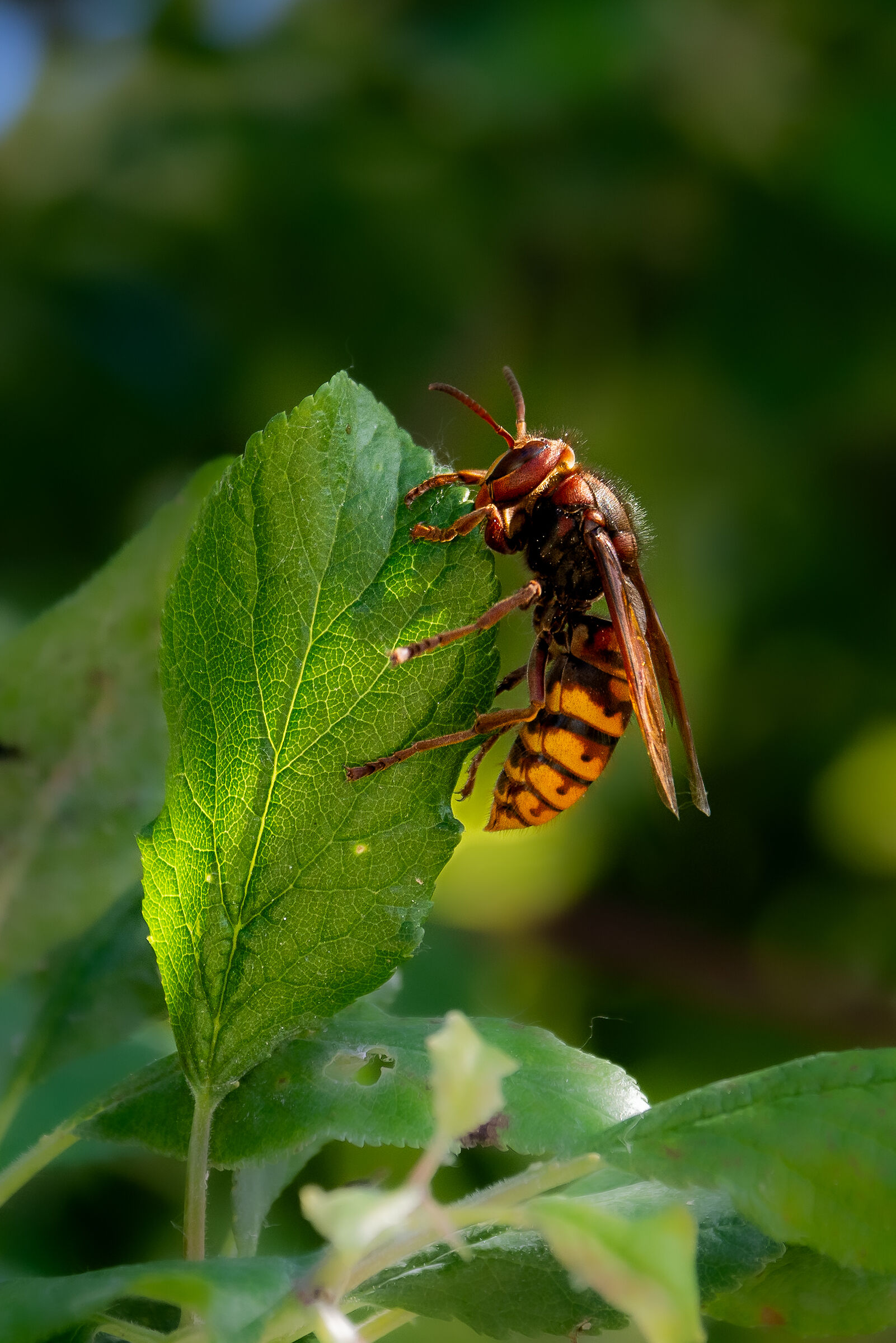 Hornet