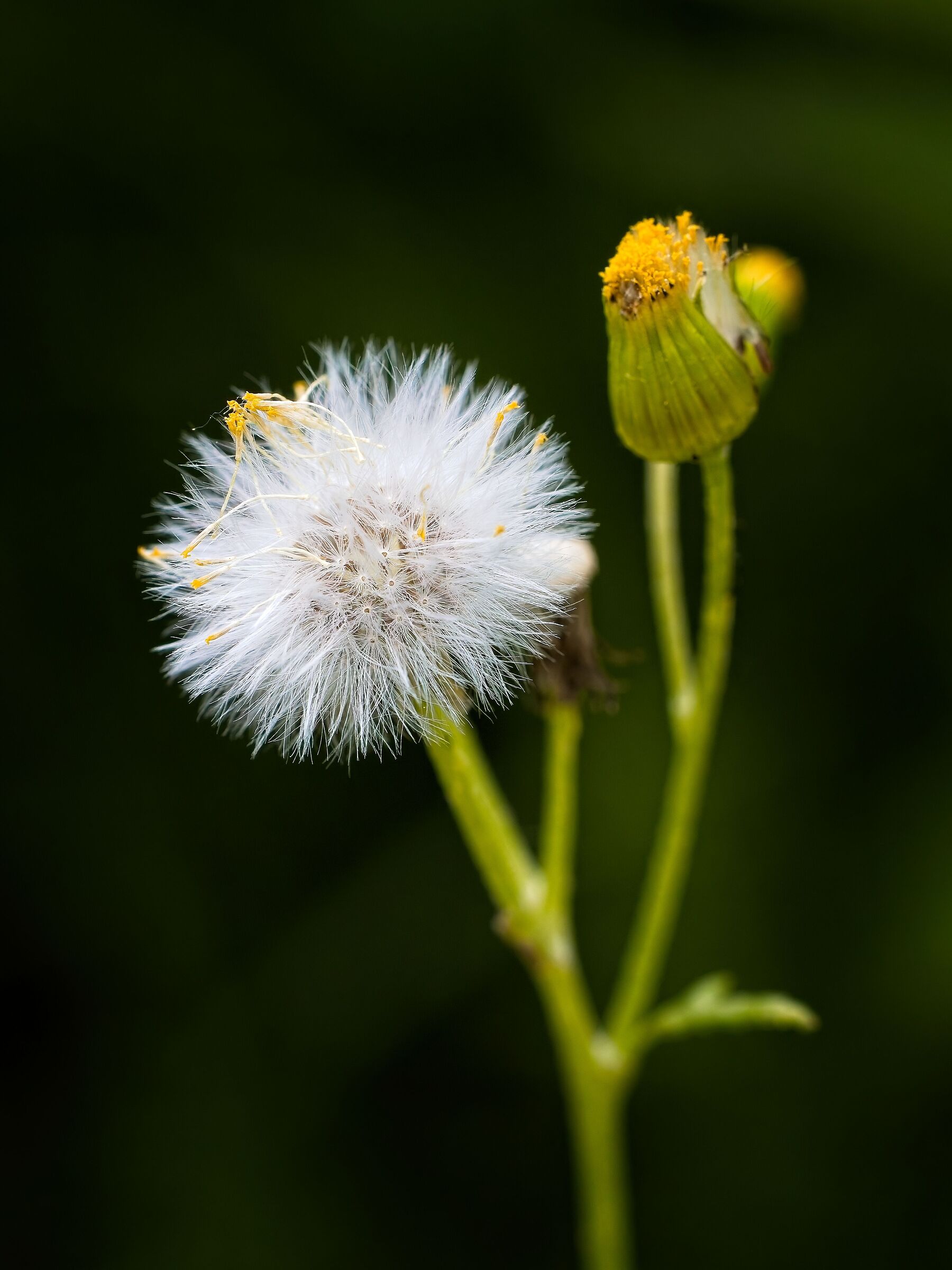 Senecio