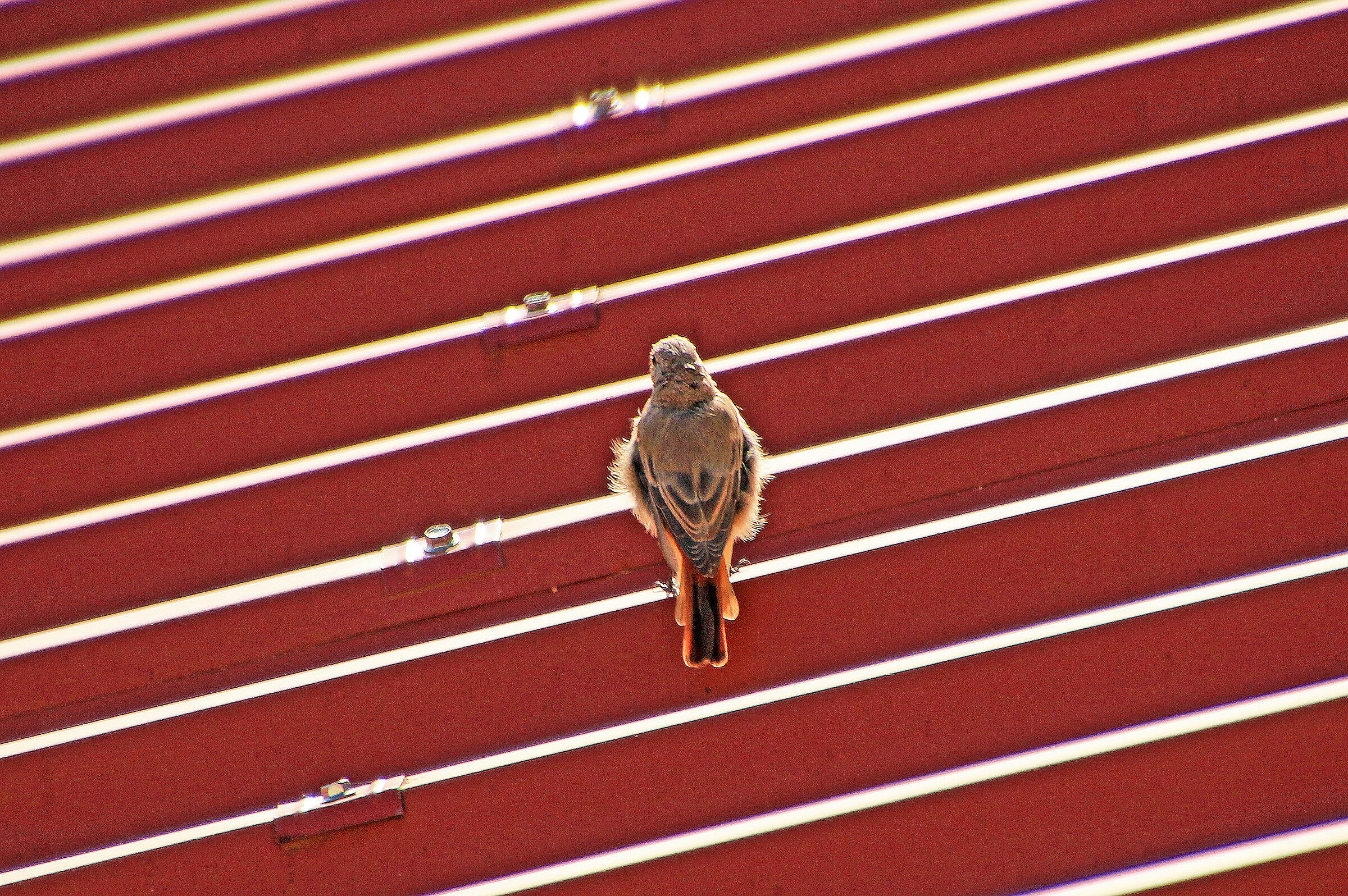 Passero