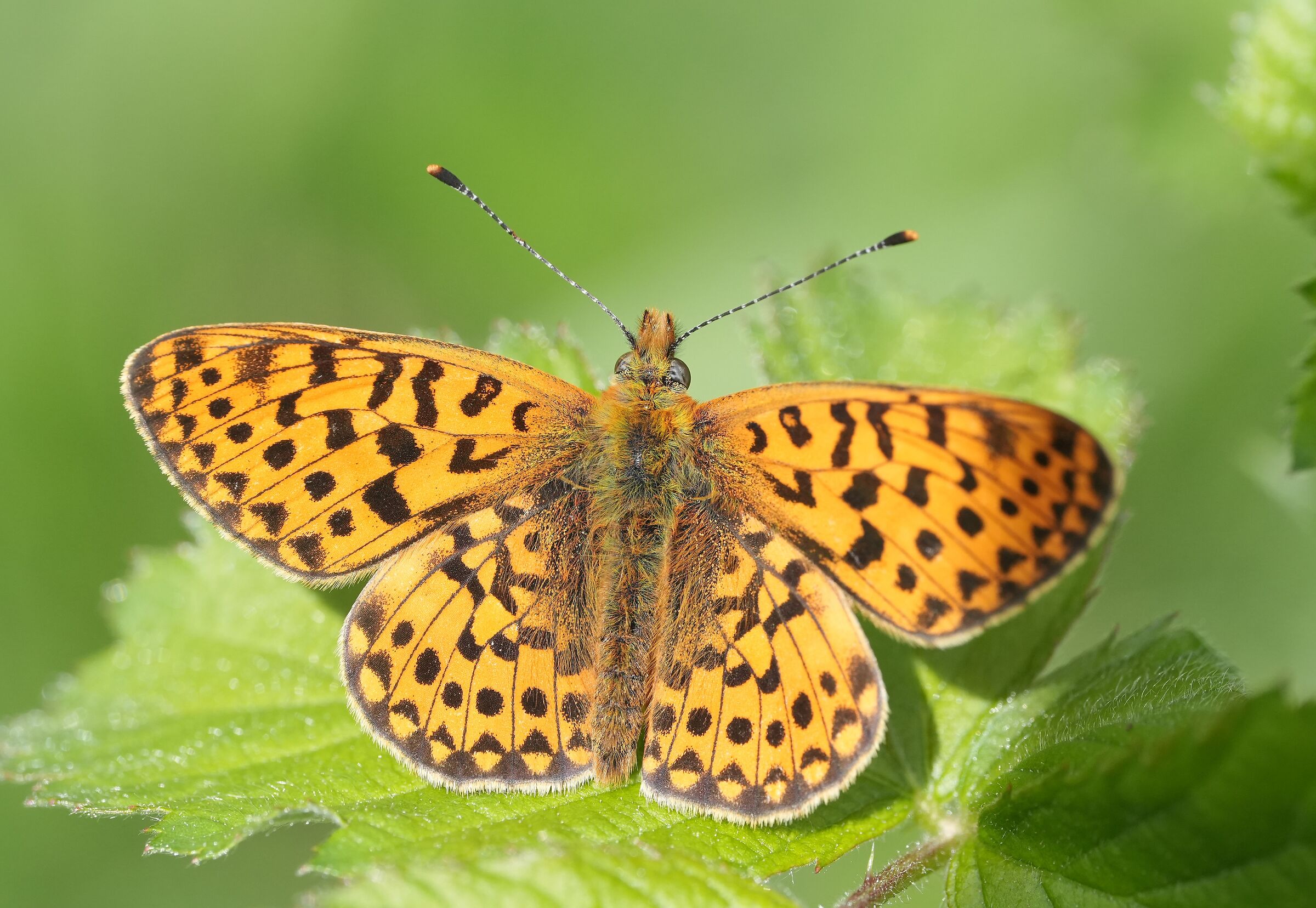 Butterfly (Boloria euphrosyne)
