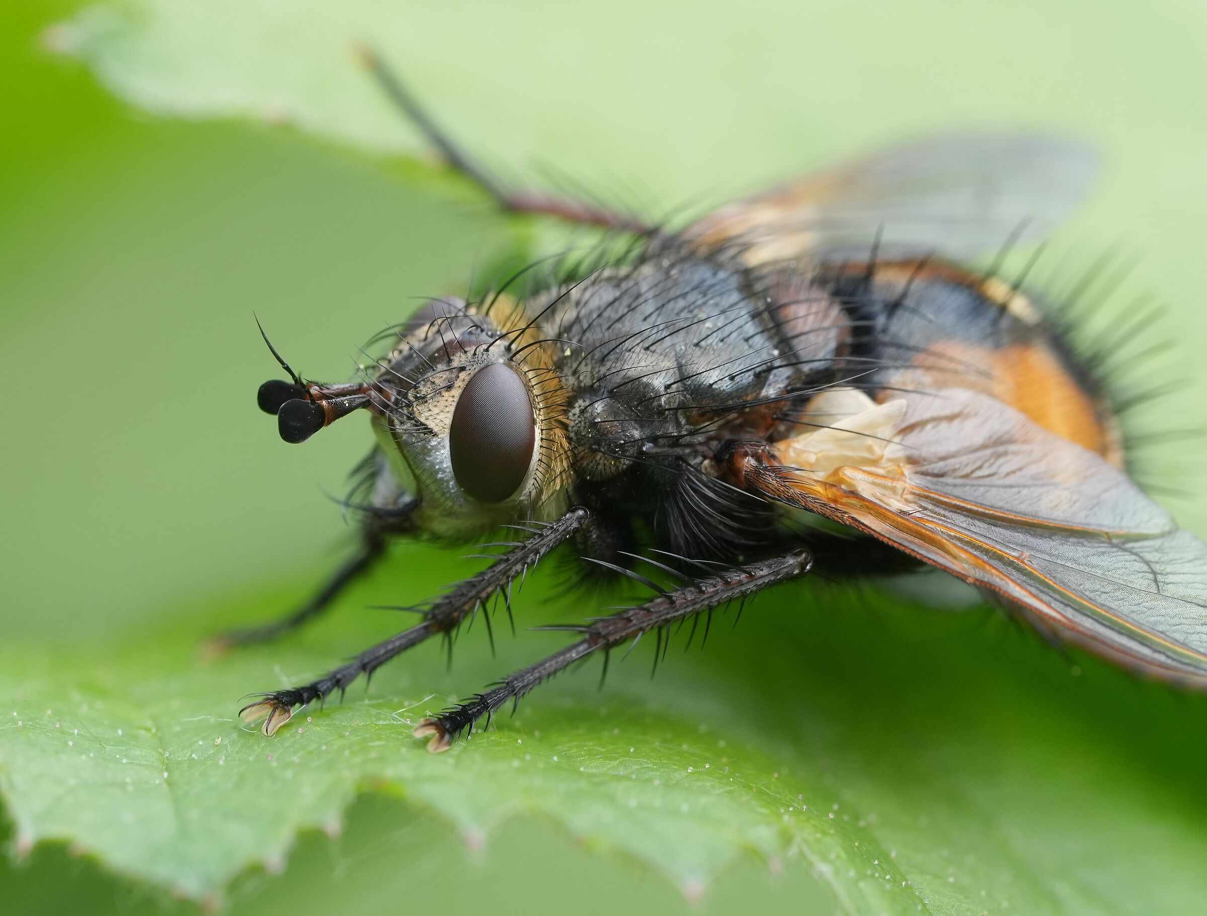 Diptera