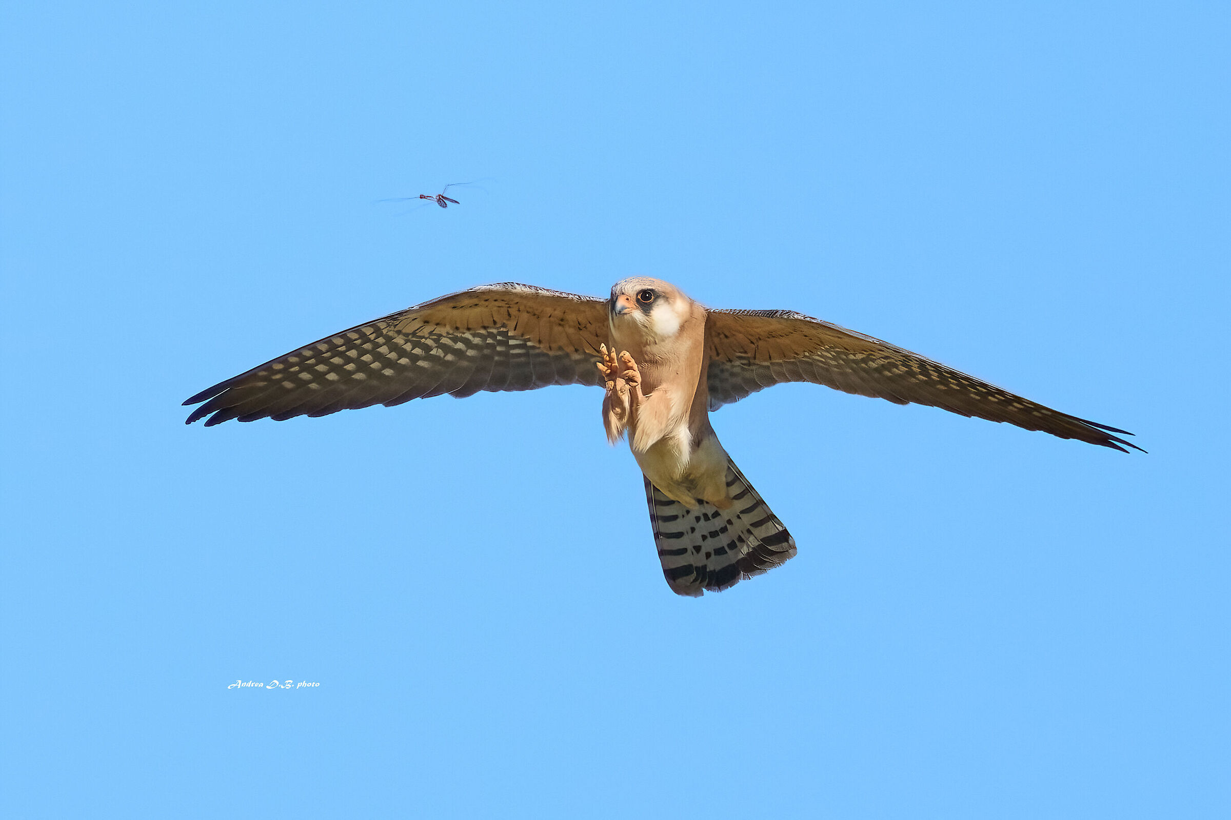 Falco cuculo (f) e il moscerino